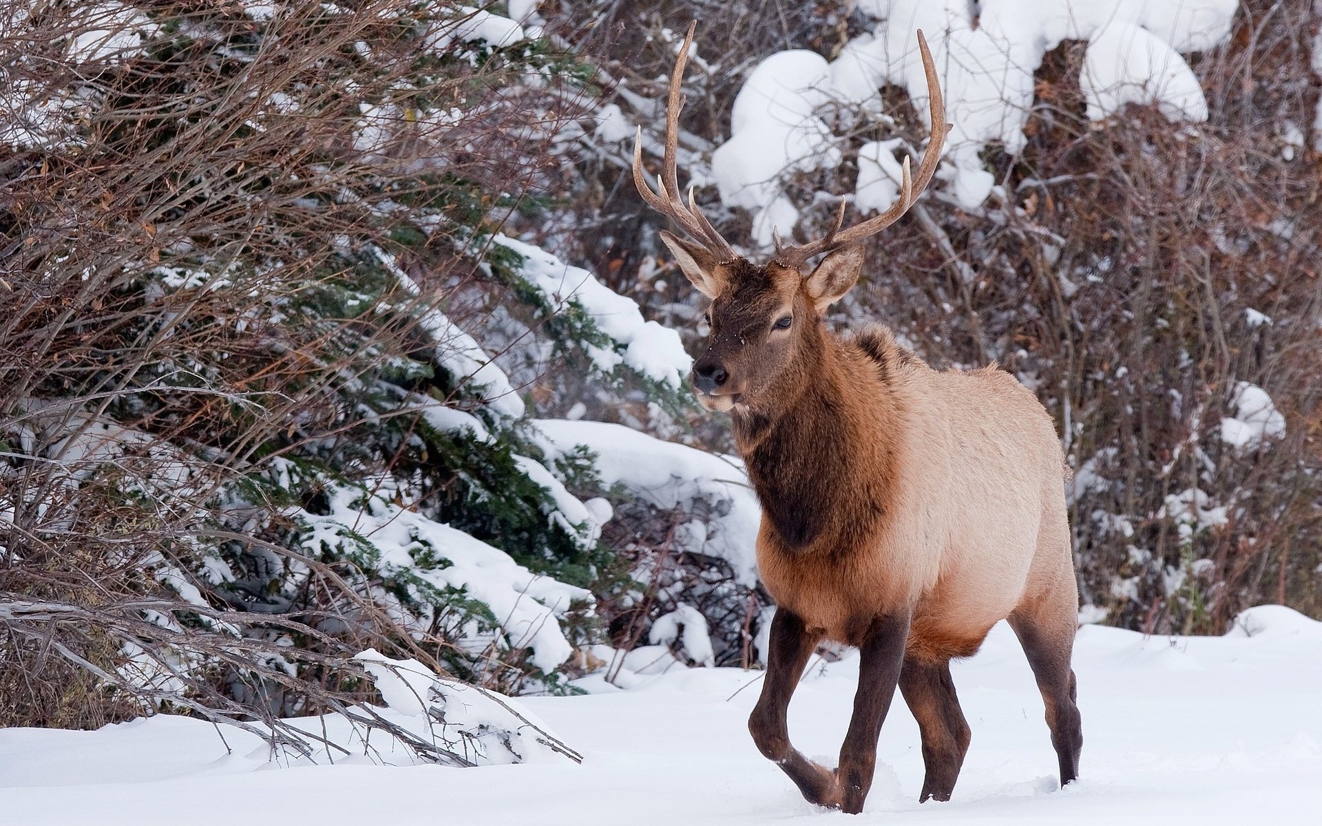 Обои снег, природа, лес, олень, зима, рога, snow, nature, forest, deer, winter, horns разрешение 2048x1375 Загрузить