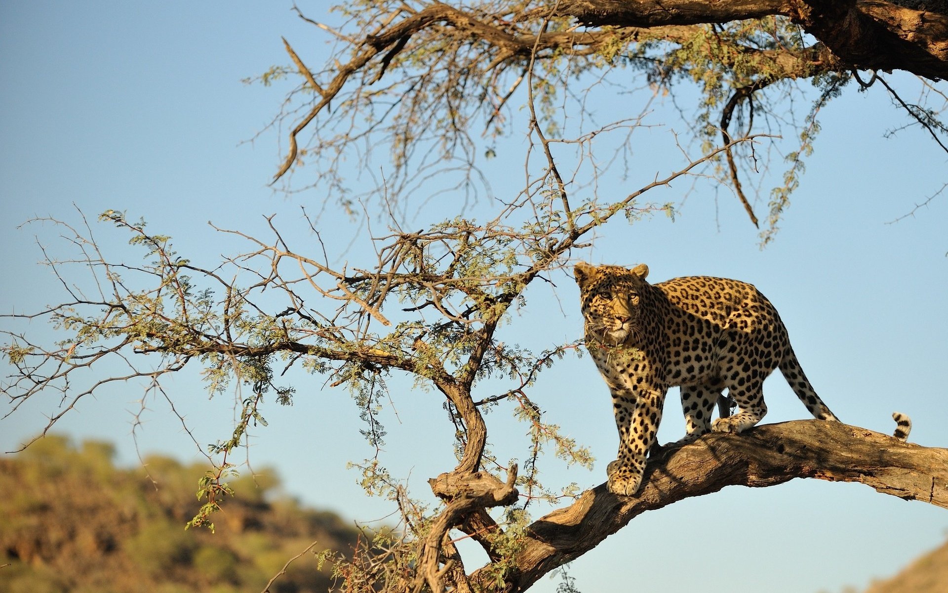 Обои дерево, пустыня, леопард, хищник, большая кошка, дикая природа, tree, desert, leopard, predator, big cat, wildlife разрешение 2048x1362 Загрузить