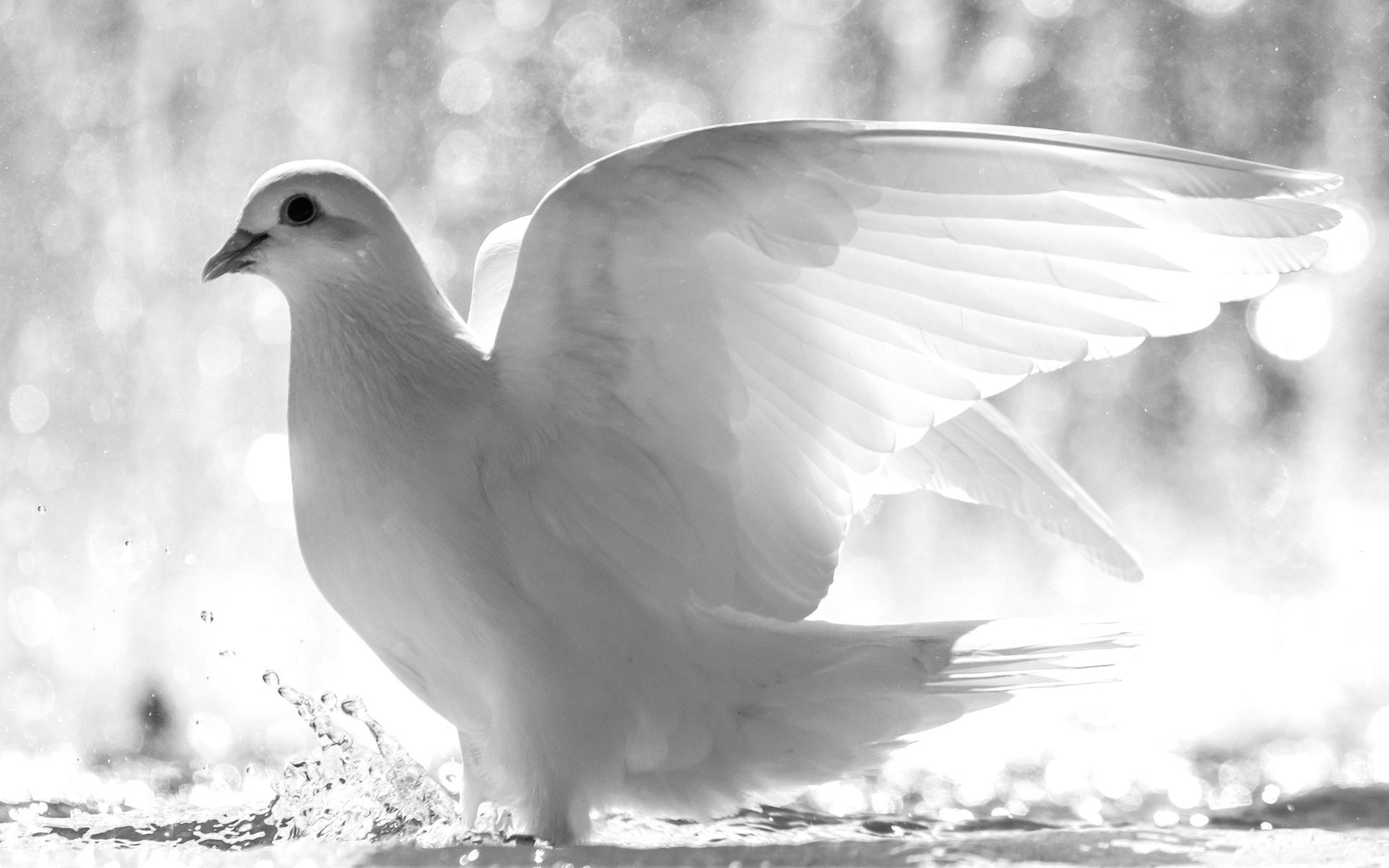 Обои крылья, белый, птицы, клюв, перья, голубь, белый голубь, wings, white, birds, beak, feathers, dove разрешение 2048x1365 Загрузить