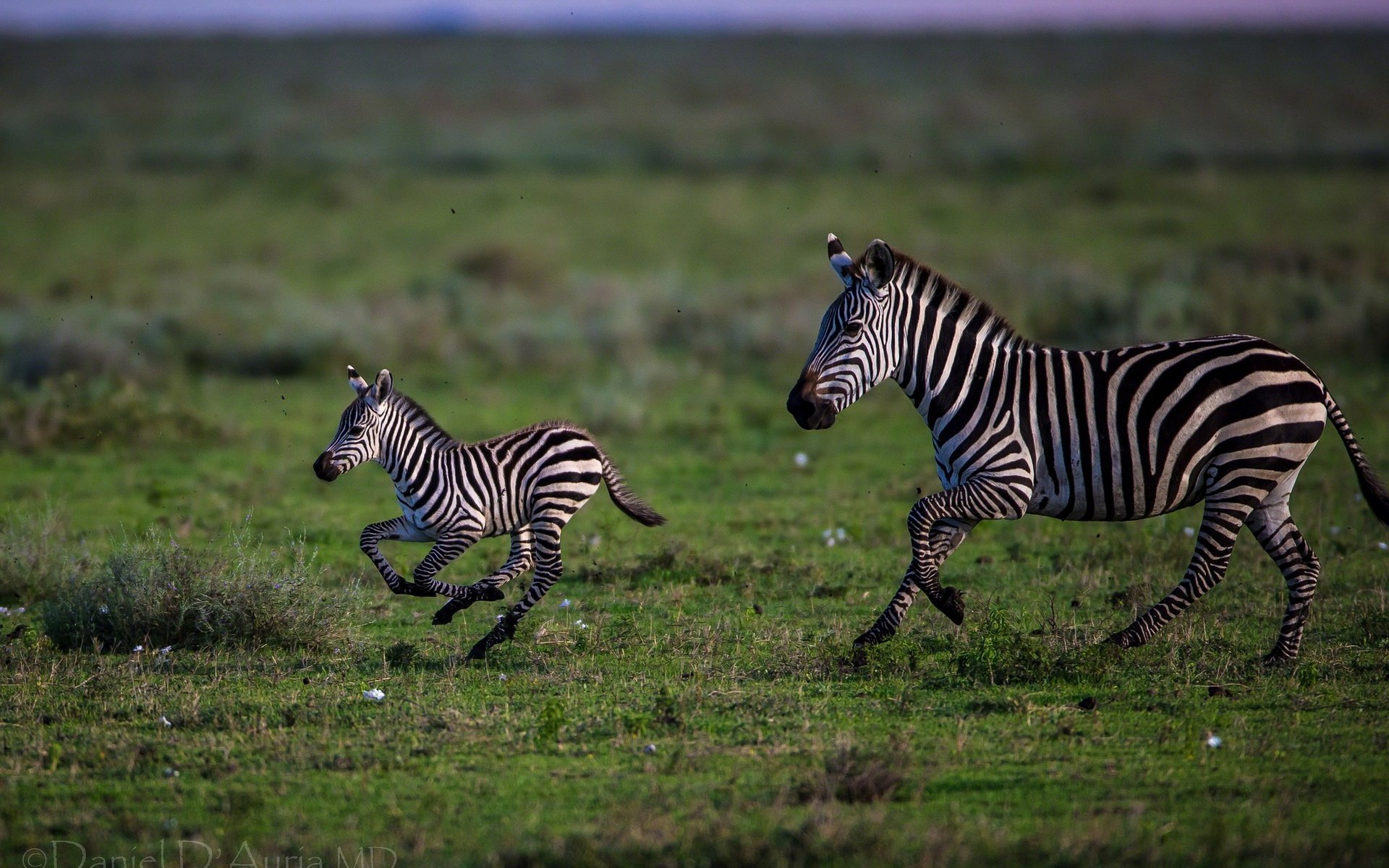 Обои трава, полоски, бег, зебры, grass, strips, running, zebra разрешение 2048x1366 Загрузить