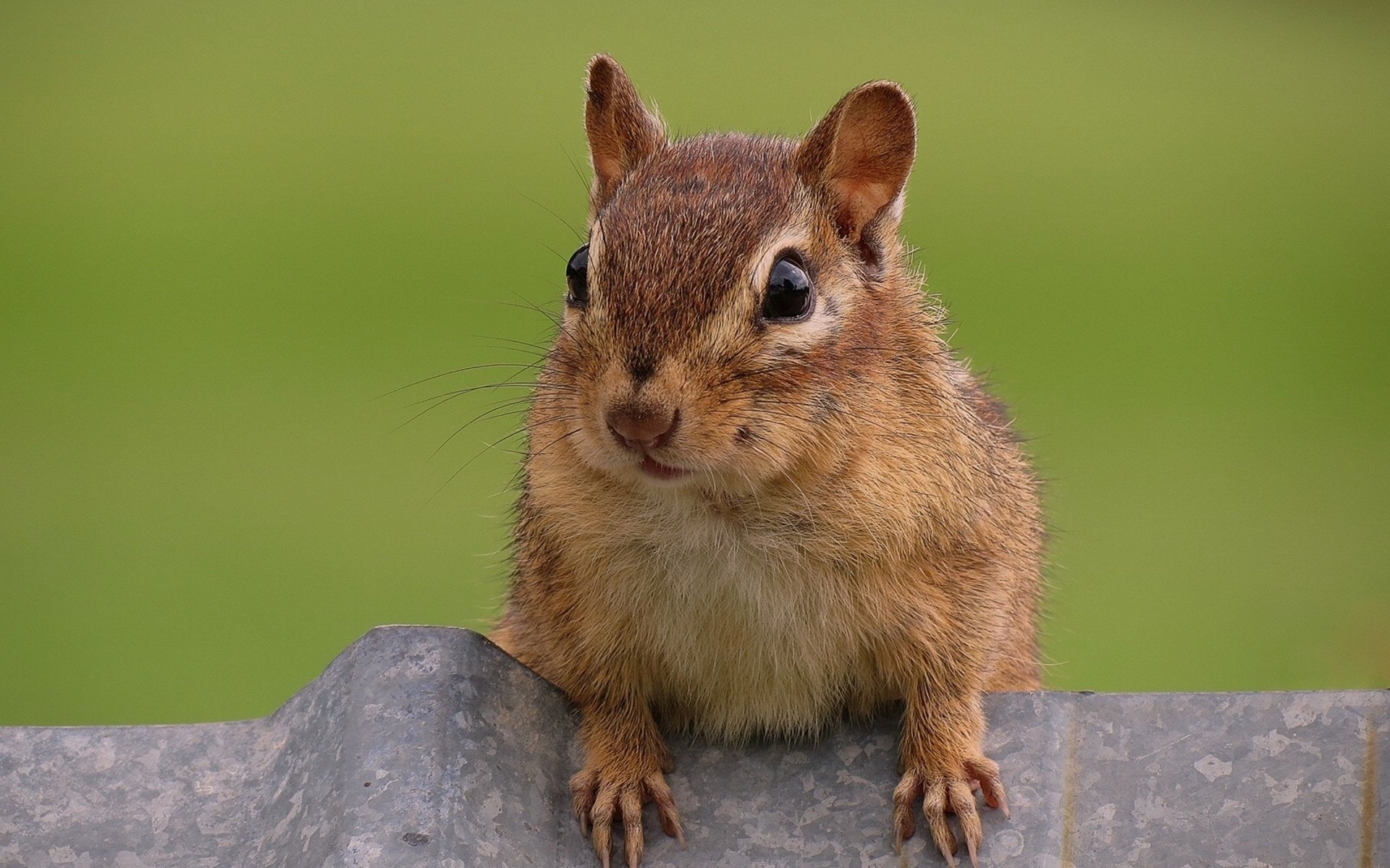 Обои животные, бурундук, грызун, любопытный, animals, chipmunk, rodent, curious разрешение 1920x1440 Загрузить