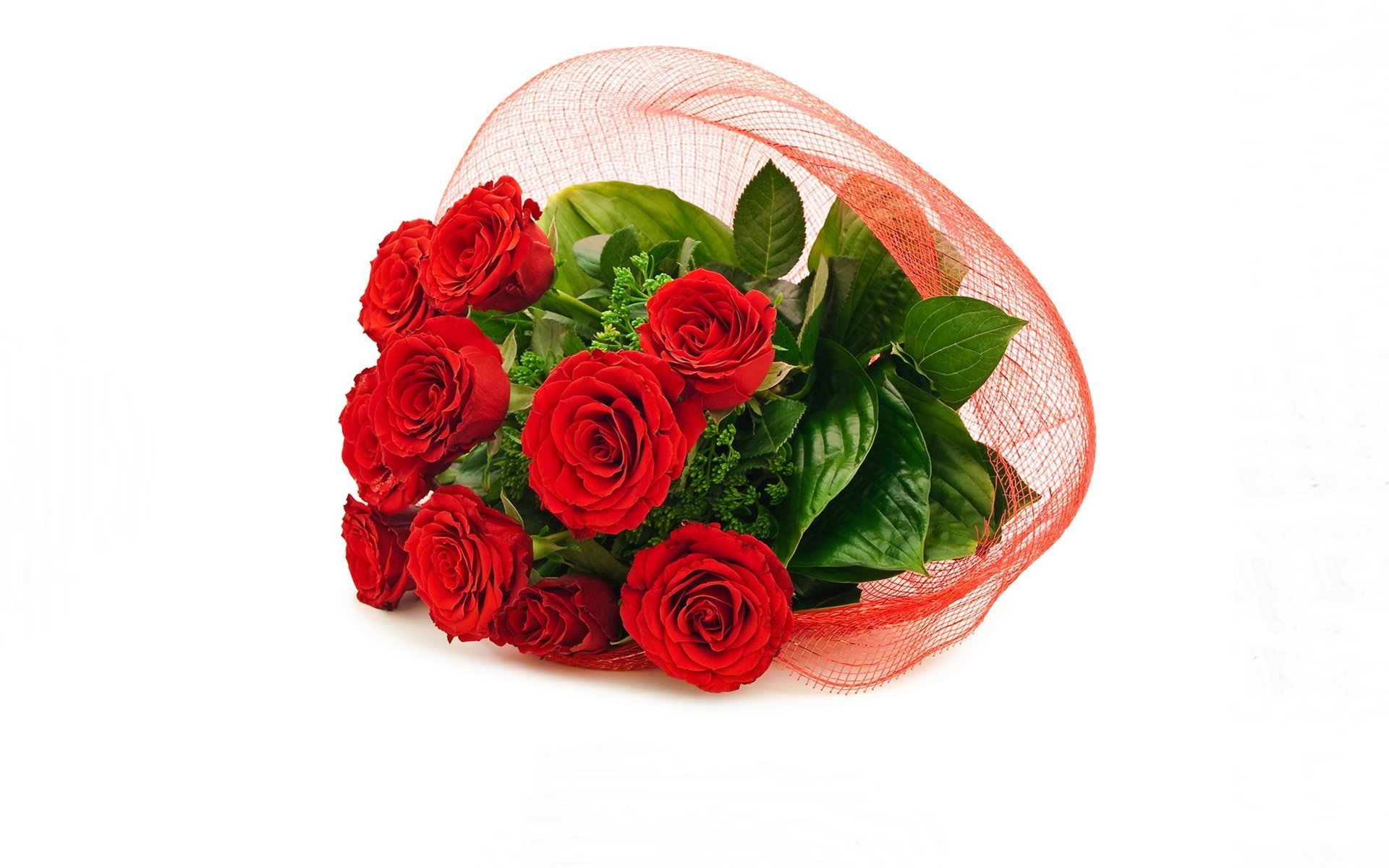Обои цветы, зелень, розы, красные, букет, лента, упаковка, flowers, greens, roses, red, bouquet, tape, packaging разрешение 3872x2904 Загрузить