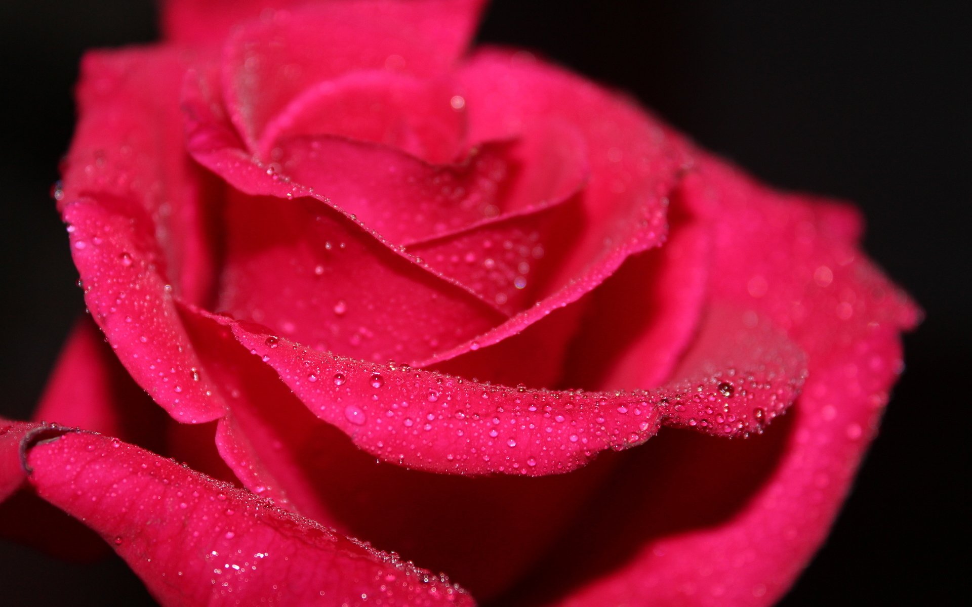 Обои вода, макро, цветок, роса, капли, роза, красная, water, macro, flower, rosa, drops, rose, red разрешение 2560x1600 Загрузить