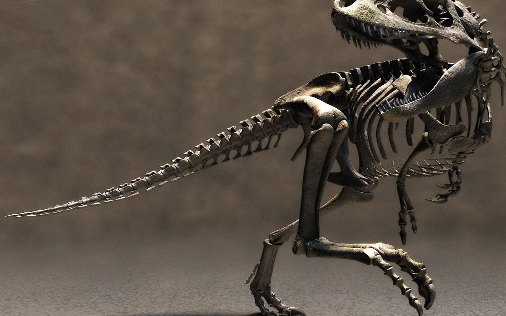 Обои скелет динозавра, dinosaur skeleton разрешение 2560x1440 Загрузить