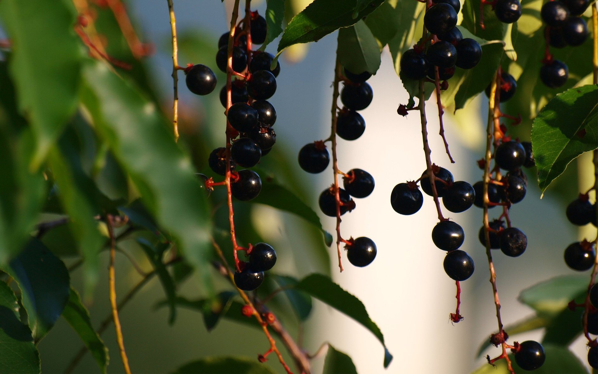 Обои листья, ветки, ягоды, черемуха, грозди, leaves, branches, berries, cherry, bunches разрешение 2560x1600 Загрузить