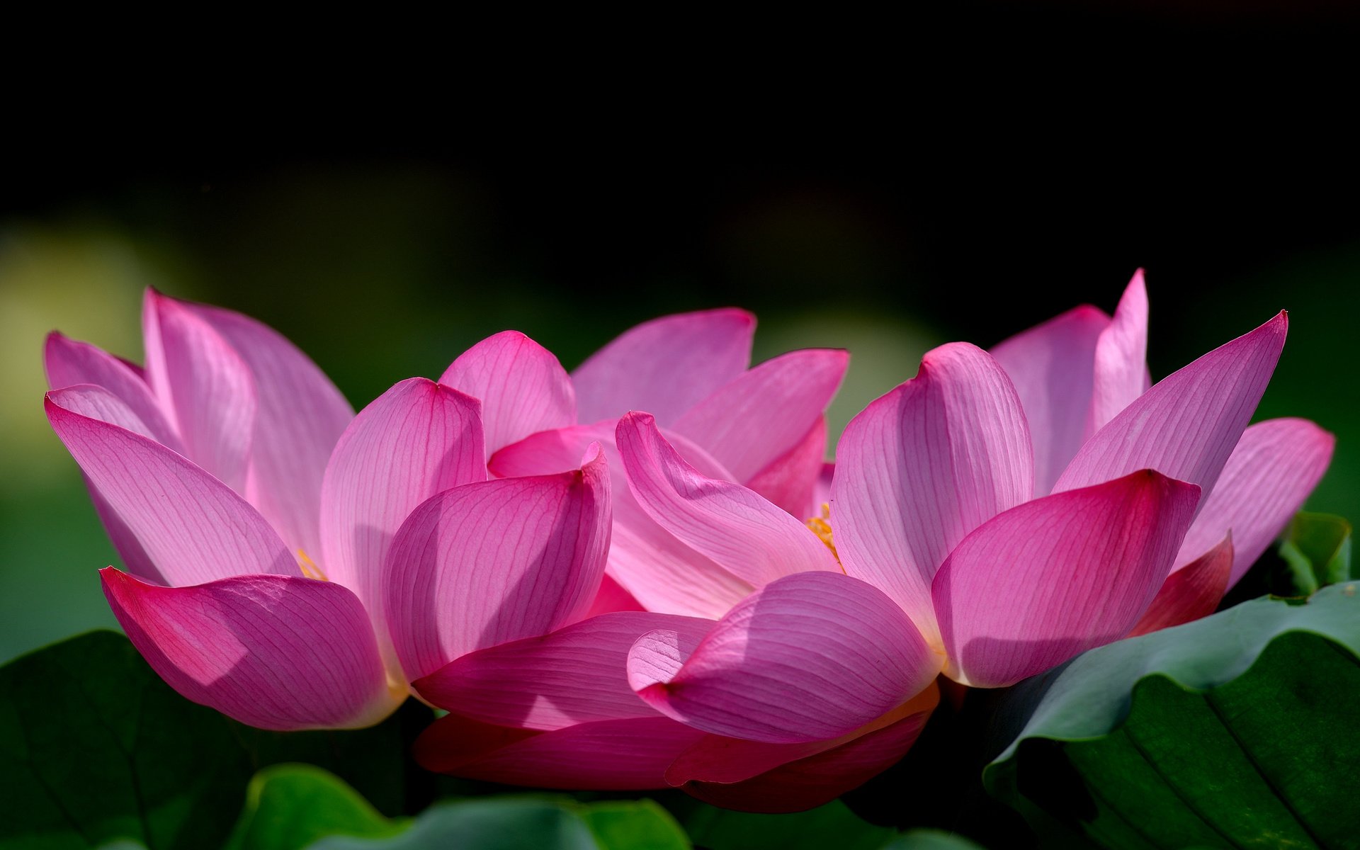 Обои цветы, лепестки, лотос, розовые, flowers, petals, lotus, pink разрешение 2048x1395 Загрузить