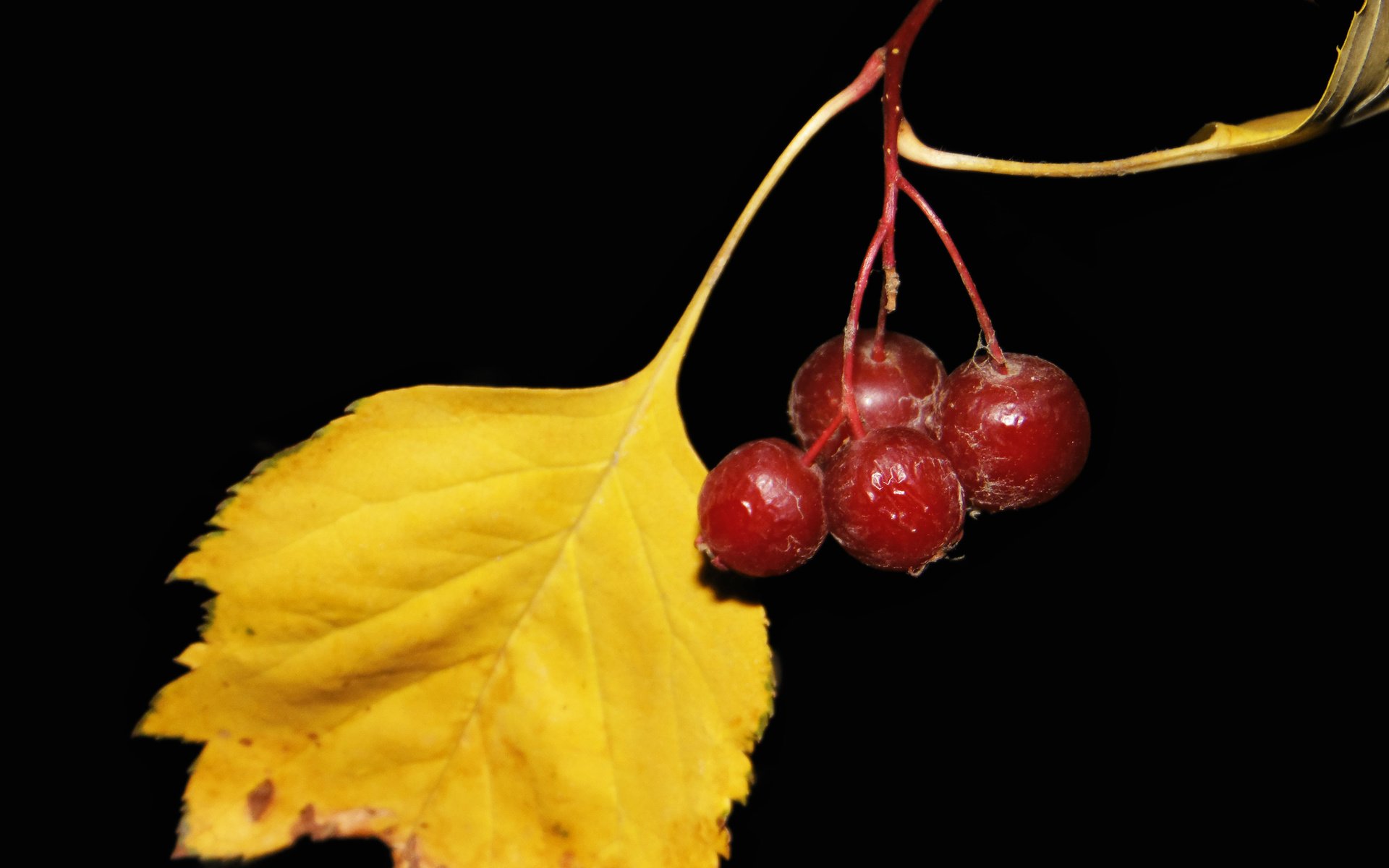 Обои ягоды, боярышник, желтый лист, berries, hawthorn, yellow leaf разрешение 2560x1600 Загрузить