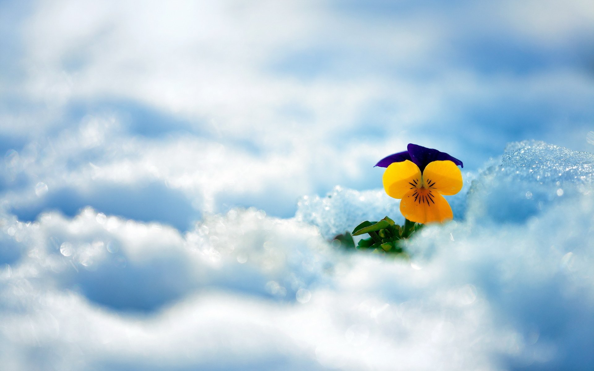 Обои снег, зима, цветок, анютины глазки, snow, winter, flower, pansy разрешение 2560x1600 Загрузить