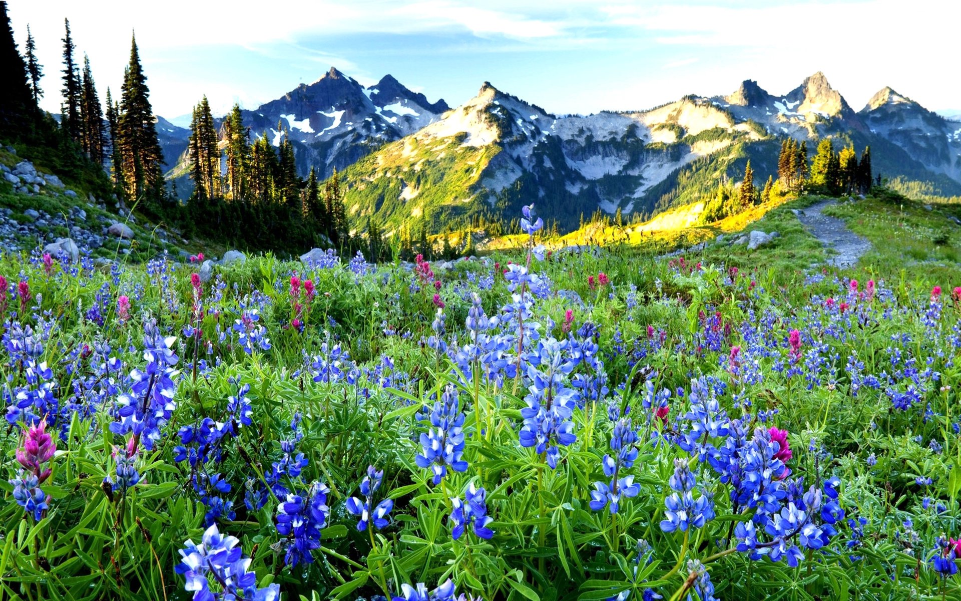 Обои небо, цветы, горы, даль, the sky, flowers, mountains, dal разрешение 2560x1600 Загрузить