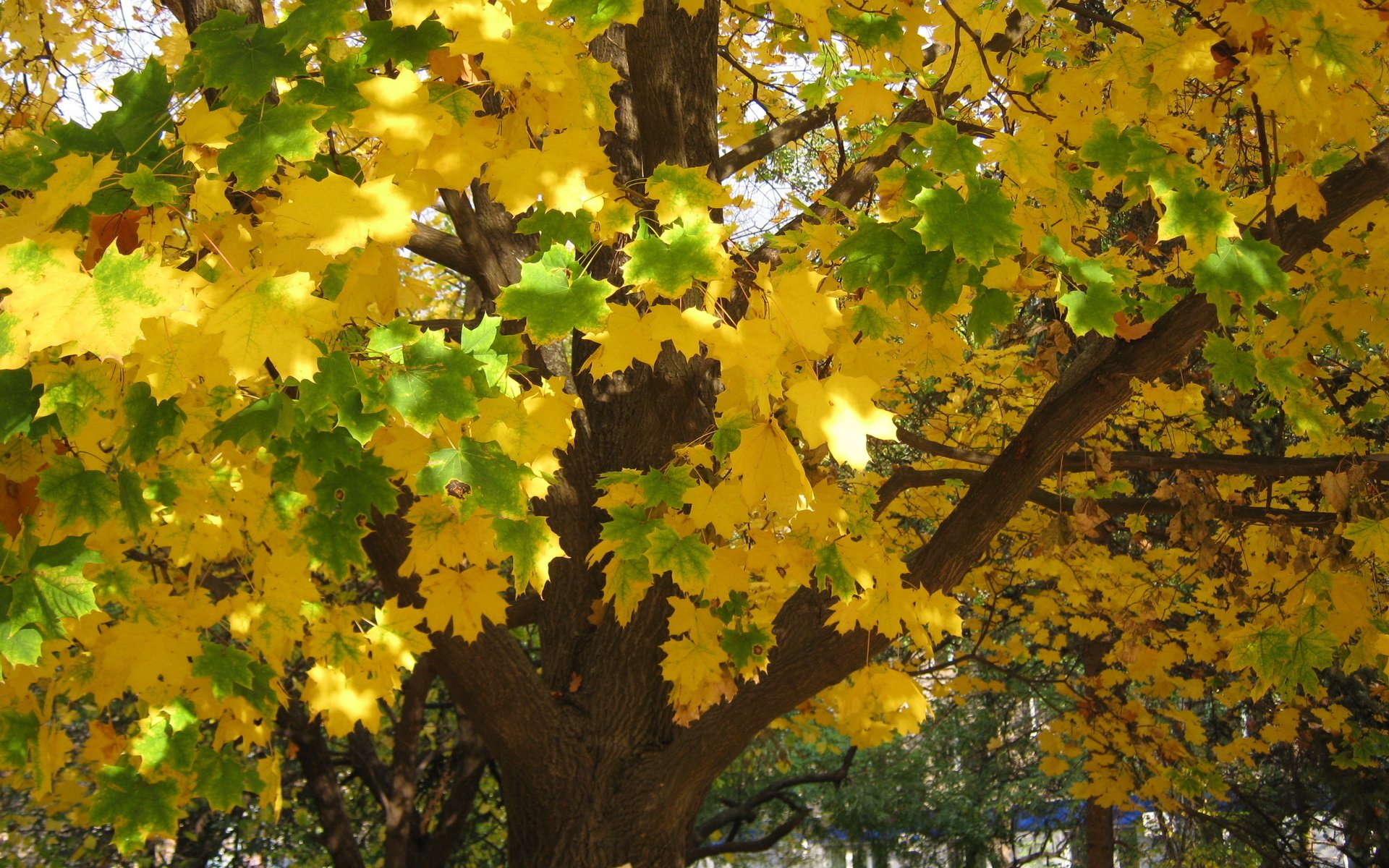 Обои деревья, листья, листва, осень, желтые, trees, leaves, foliage, autumn, yellow разрешение 2816x2112 Загрузить