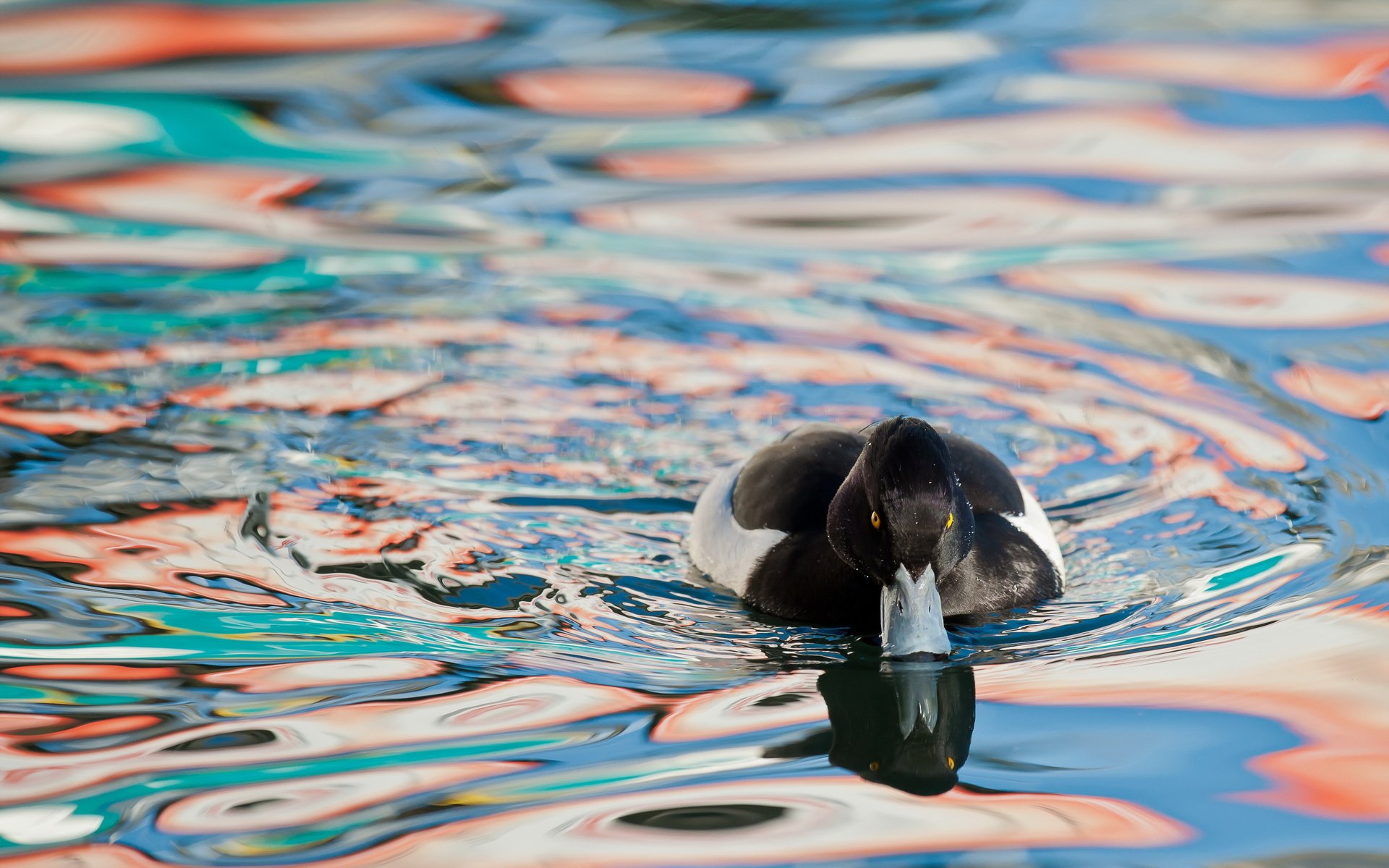 Обои вода, природа, птица, утка, water, nature, bird, duck разрешение 2560x1600 Загрузить