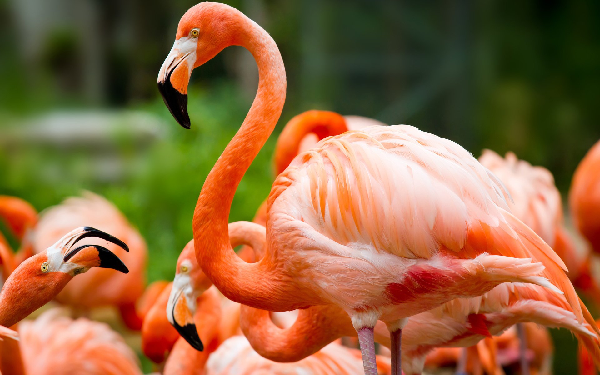 Обои природа, фламинго, птицы, клюв, перья, зеленый фон, шея, розовый фламинго, nature, flamingo, birds, beak, feathers, green background, neck, pink flamingos разрешение 3000x2000 Загрузить