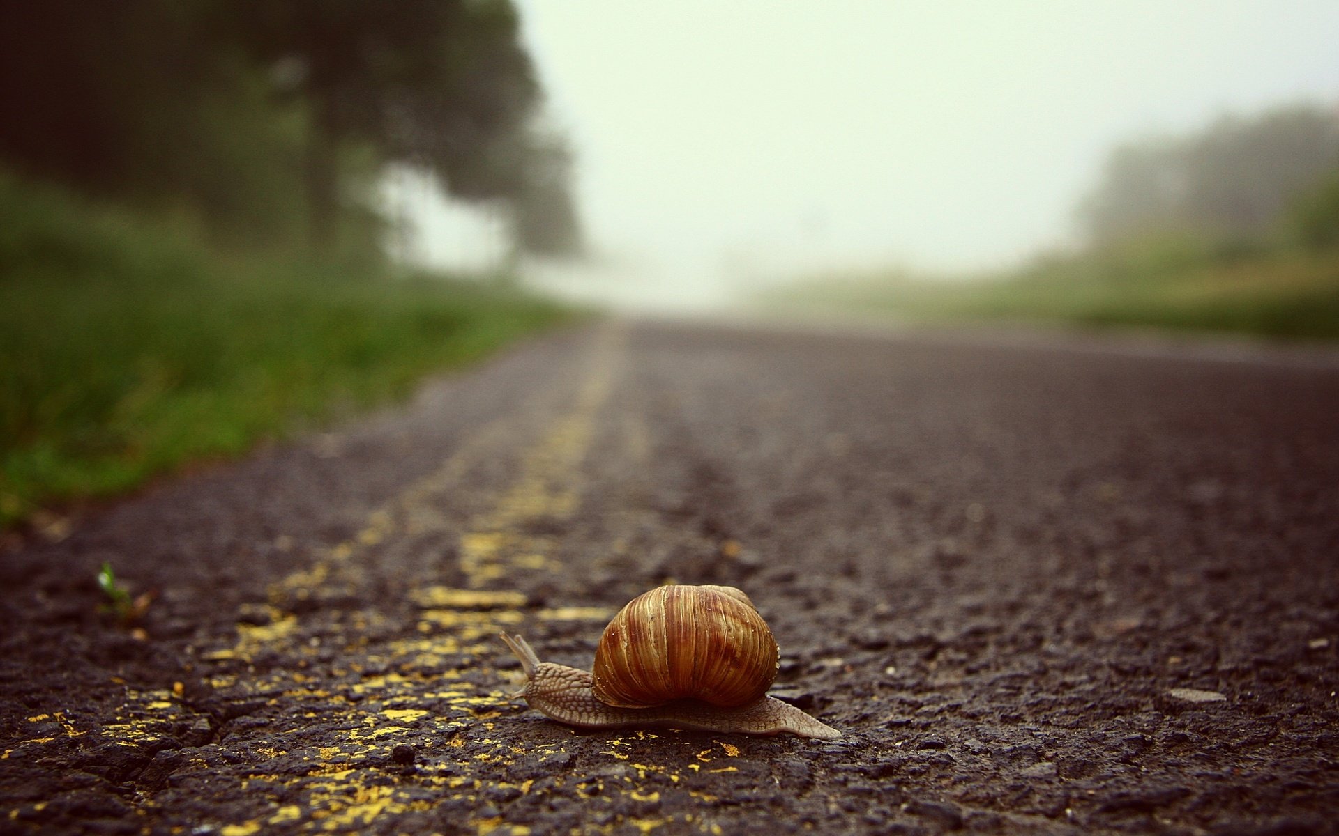 Обои дорога, макро, ползет, улитка, road, macro, crawling, snail разрешение 3888x2592 Загрузить