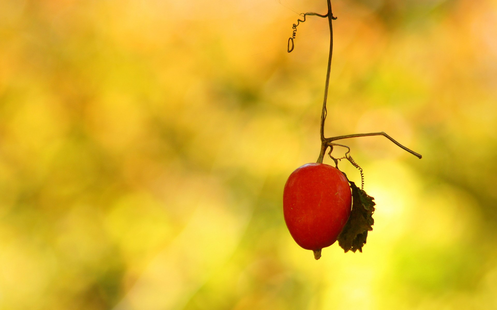 Обои ветка, фон, лист, плод, растение, усики, branch, background, sheet, the fruit, plant, antennae разрешение 2048x1390 Загрузить