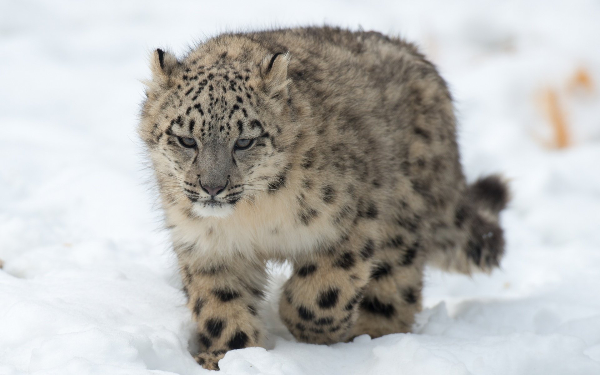 Обои снег, хищник, снежный барс, ирбис, детеныш, snow, predator, snow leopard, irbis, cub разрешение 3200x2300 Загрузить