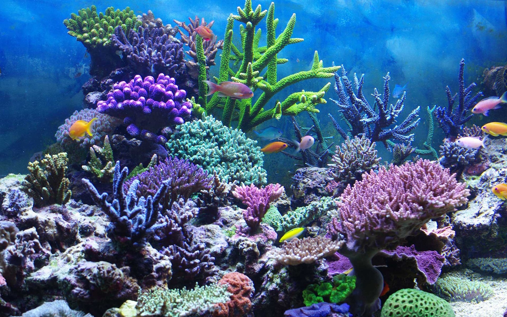 Обои рыбы, кораллы, подводный мир, fish, corals, underwater world разрешение 2000x1507 Загрузить