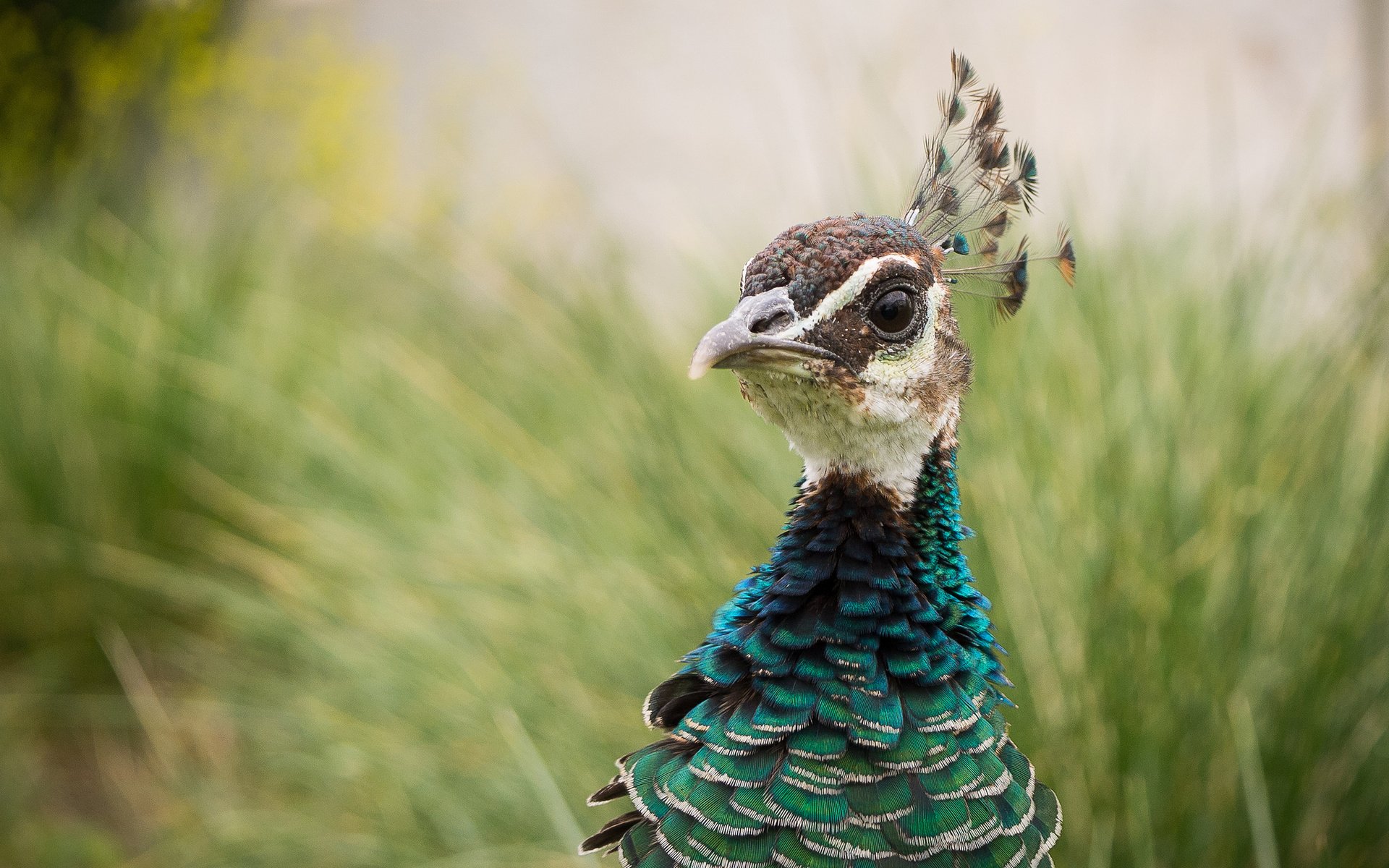 Обои птица, павлин, оперение, bird, peacock, tail разрешение 2048x1368 Загрузить