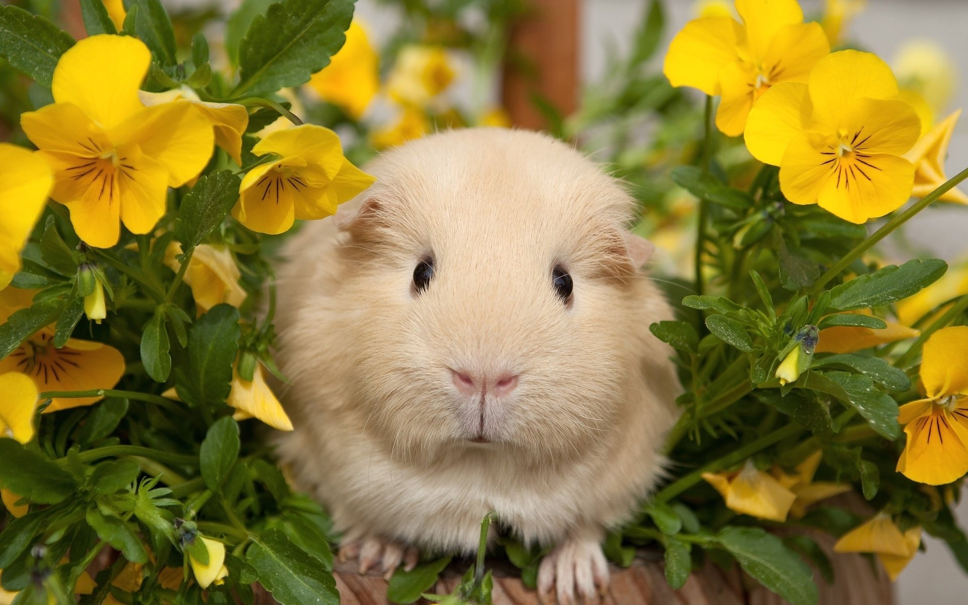 Обои цветы, анютины глазки, морская свинка, flowers, pansy, guinea pig разрешение 2048x1430 Загрузить