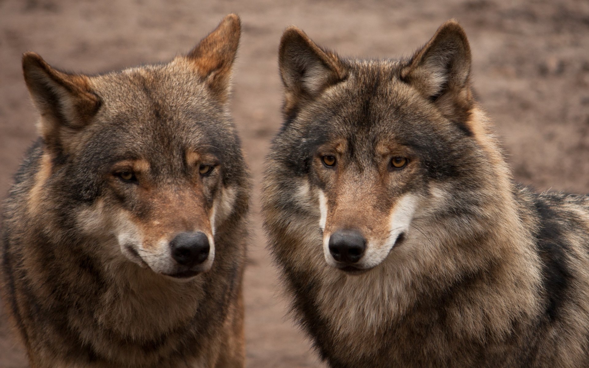 Обои серые, пара, хищники, волки, grey, pair, predators, wolves разрешение 2560x1600 Загрузить