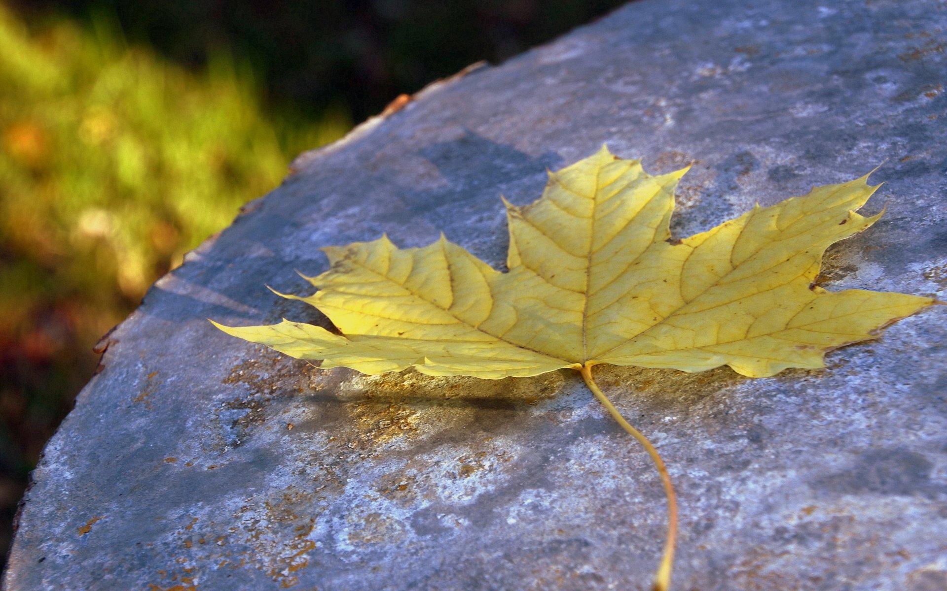 Обои макро, осень, лист, macro, autumn, sheet разрешение 2560x1600 Загрузить