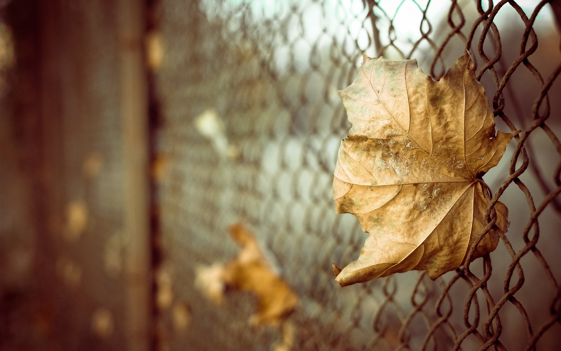 Обои листья, макро, осень, забор, лист, сетка, боке, leaves, macro, autumn, the fence, sheet, mesh, bokeh разрешение 4272x2848 Загрузить