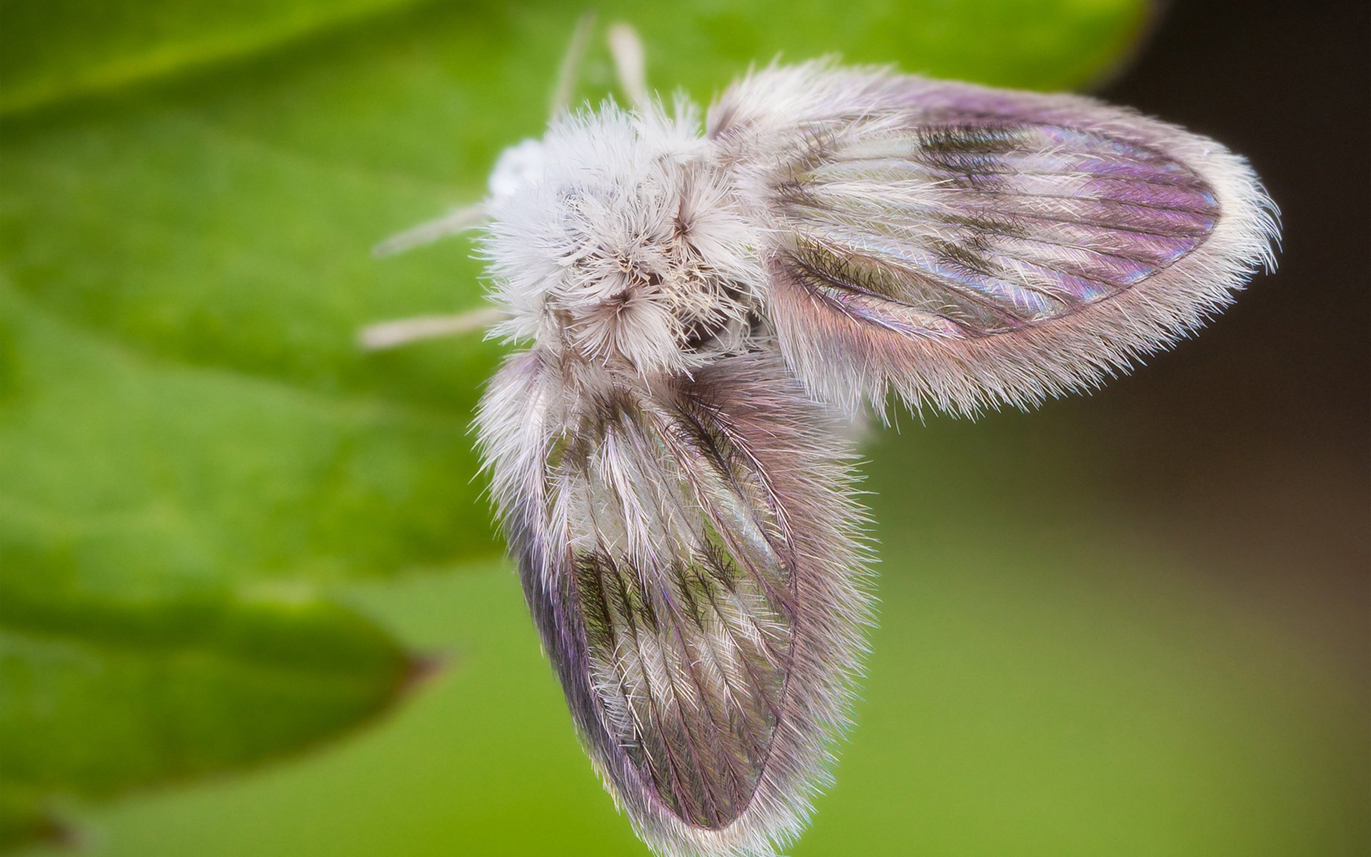 Обои бабочка, пушистый, лист, мотылек, моль, butterfly, fluffy, sheet, moth, mol разрешение 1920x1300 Загрузить