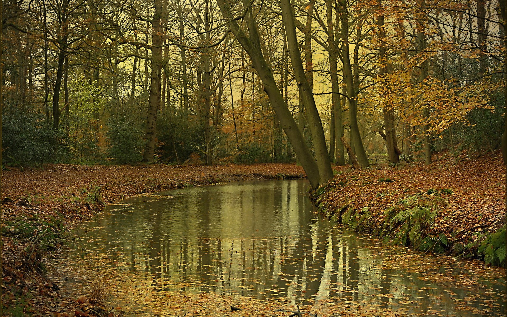 Обои деревья, река, лес, осень, trees, river, forest, autumn разрешение 2048x1365 Загрузить