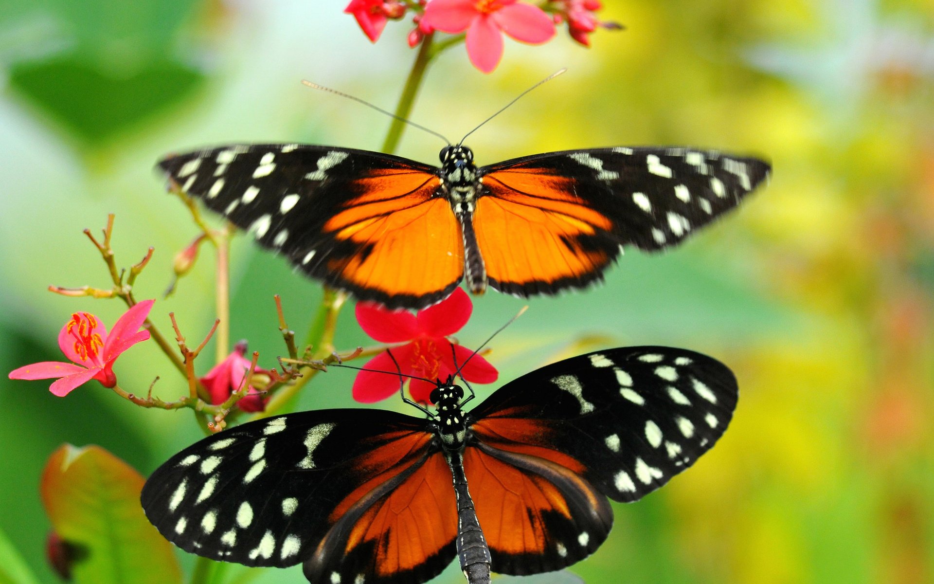 Обои макро, цветок, насекомые, бабочки, macro, flower, insects, butterfly разрешение 2048x1365 Загрузить