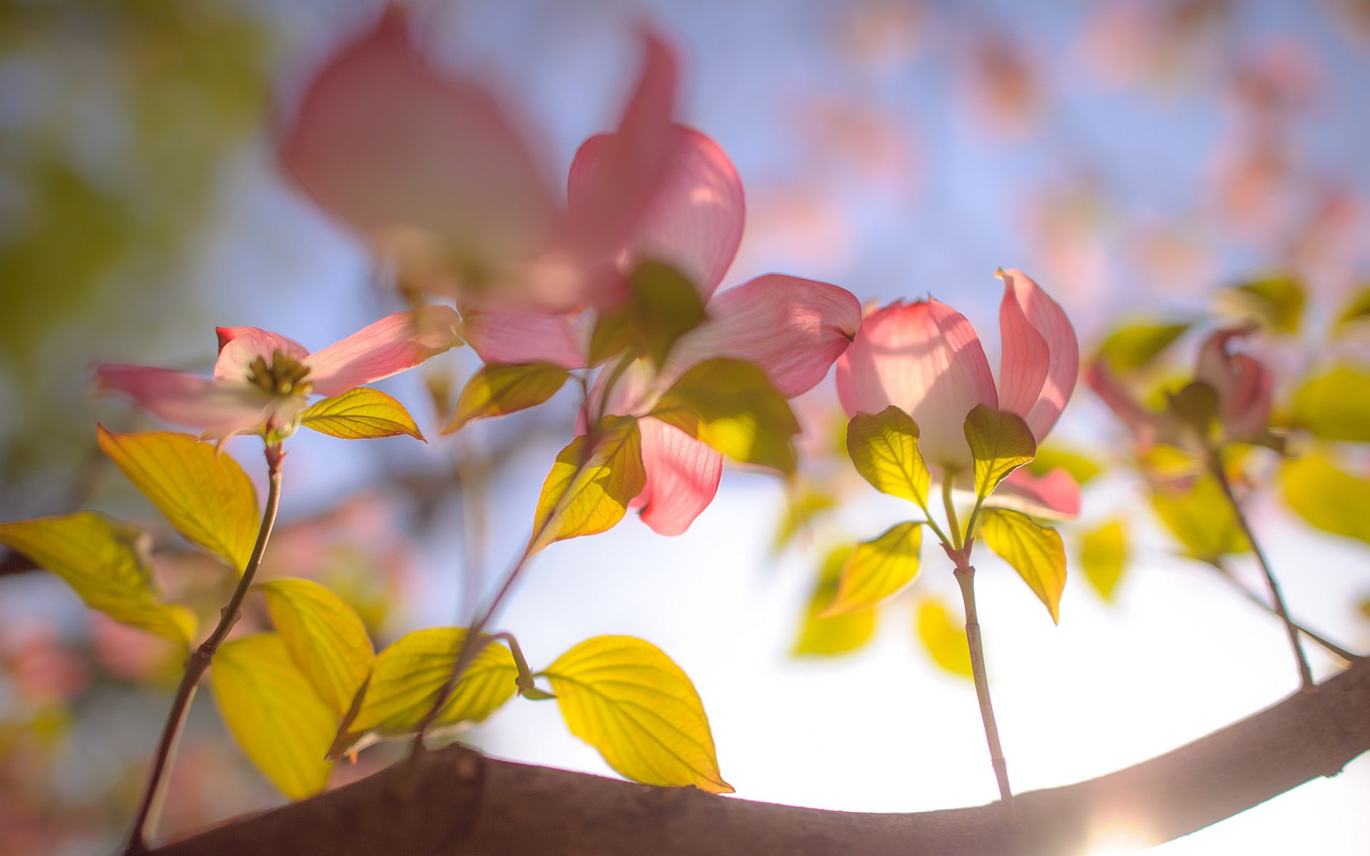 Обои небо, цветы, ветка, the sky, flowers, branch разрешение 2048x1363 Загрузить