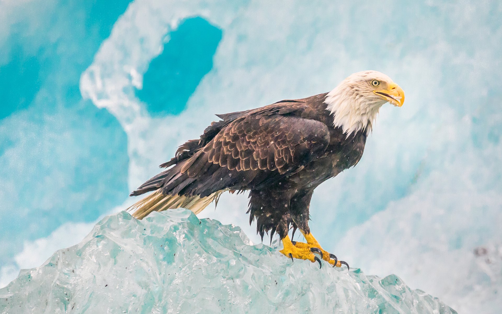 Обои лёд, орел, птица, белоголовый орлан, ice, eagle, bird, bald eagle разрешение 4096x2160 Загрузить