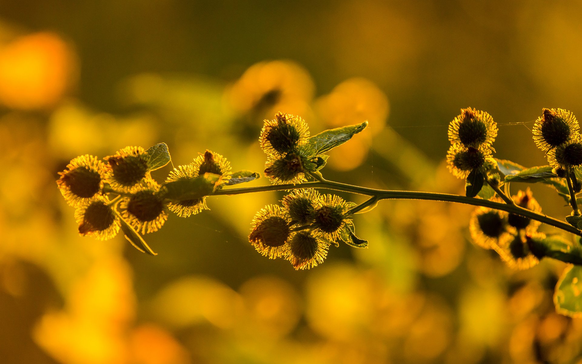 Обои макро, цветок, растение, macro, flower, plant разрешение 2048x1365 Загрузить