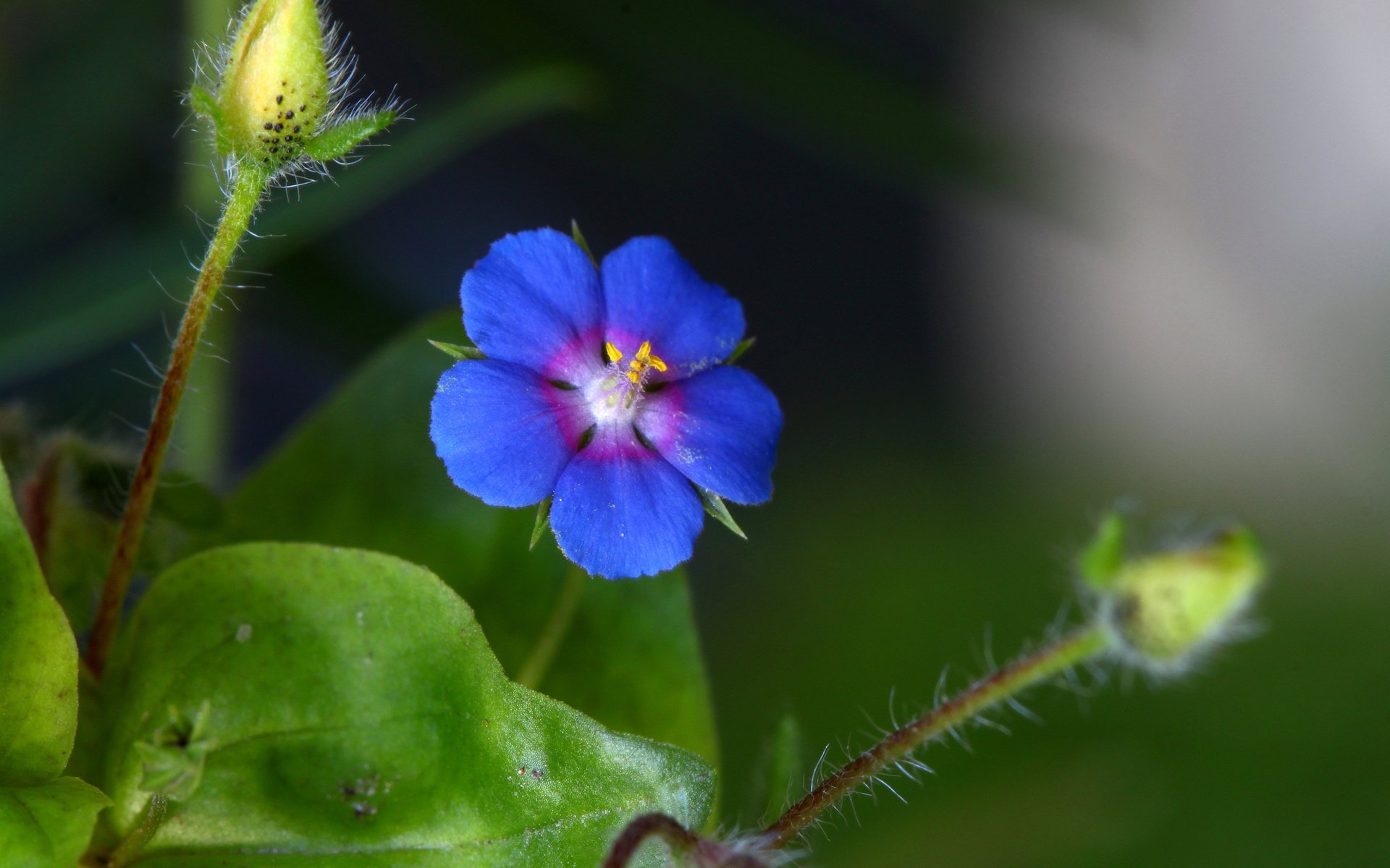 Обои синий, цветок, стебель, blue, flower, stem разрешение 2048x1365 Загрузить