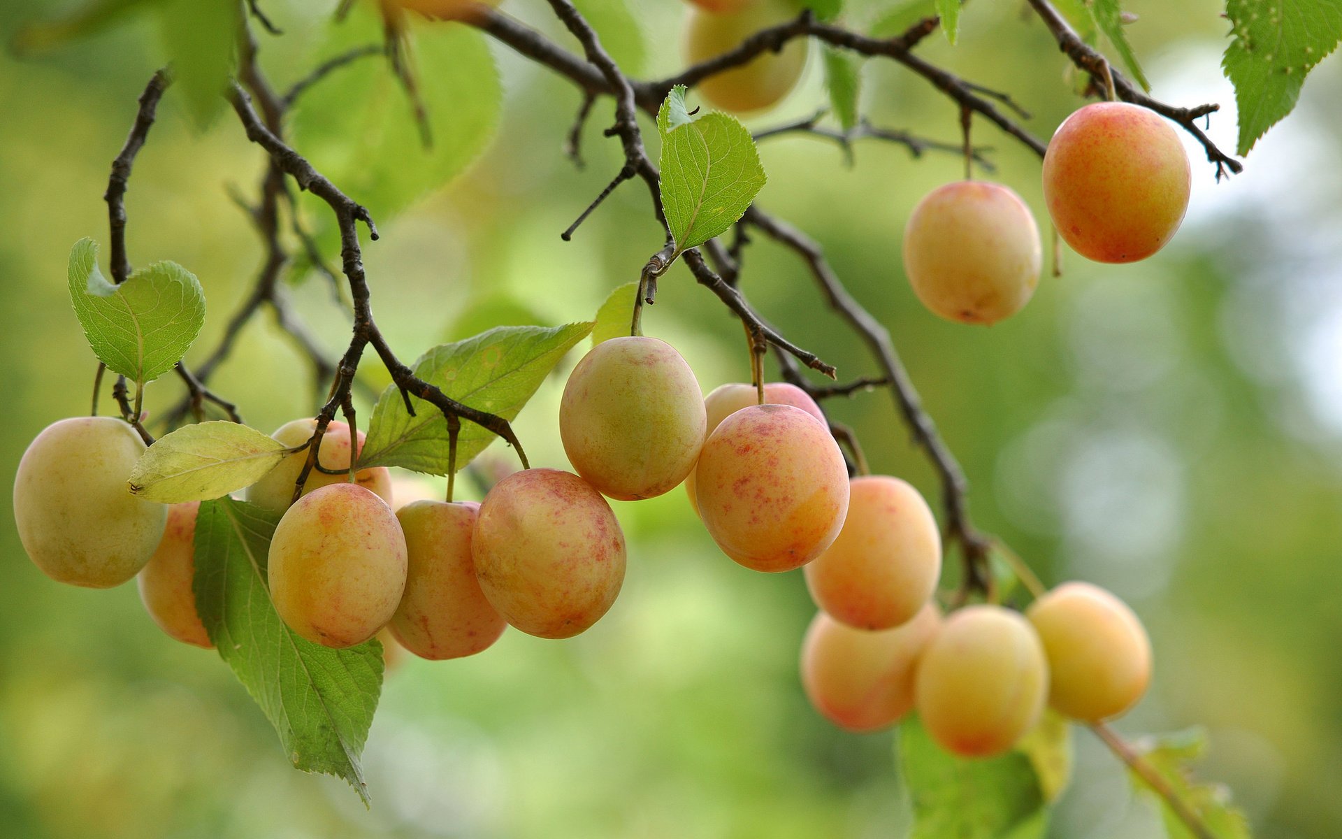 Обои дерево, листья, ветки, плоды, tree, leaves, branches, fruit разрешение 2048x1360 Загрузить