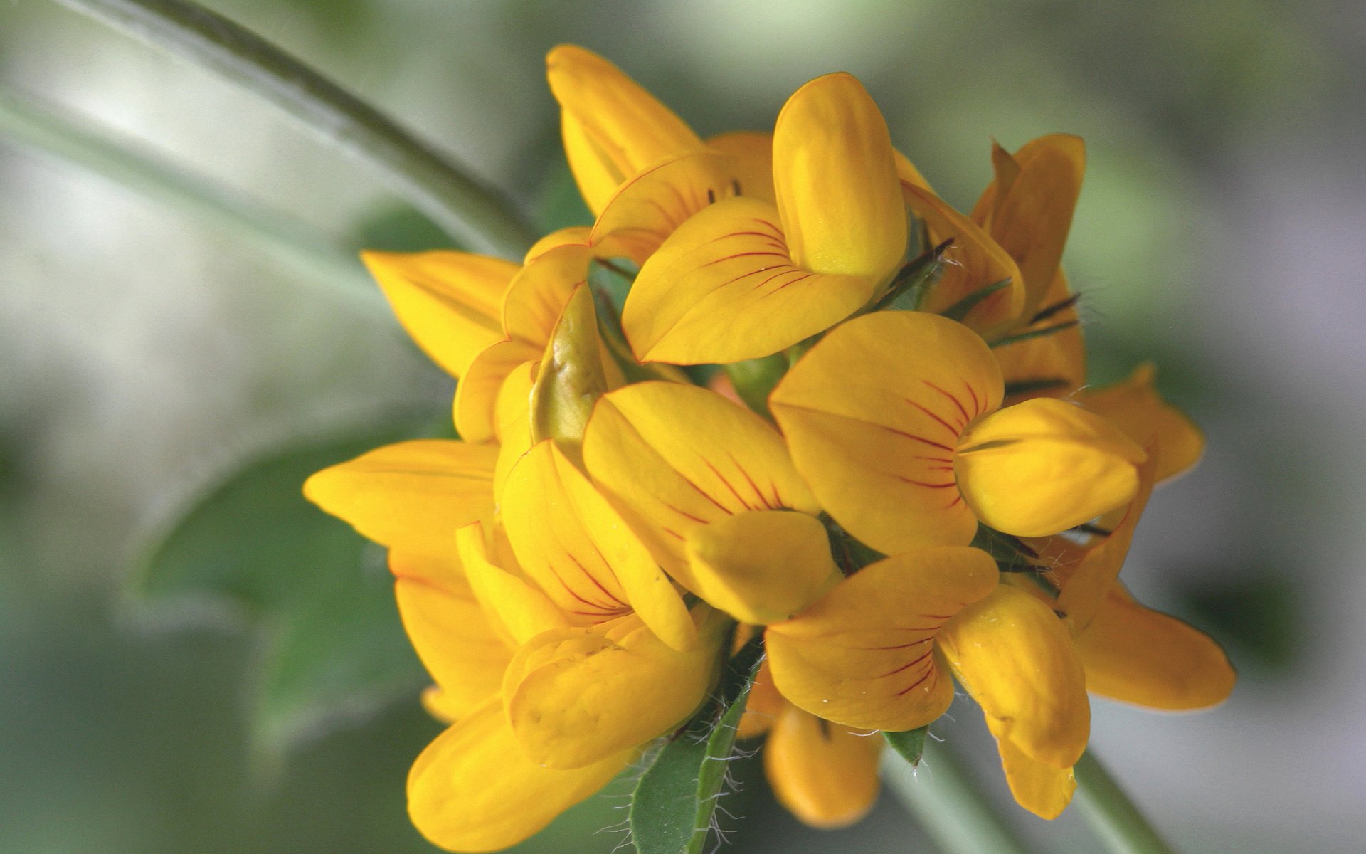 цветы макро желтые flowers macro yellow загрузить