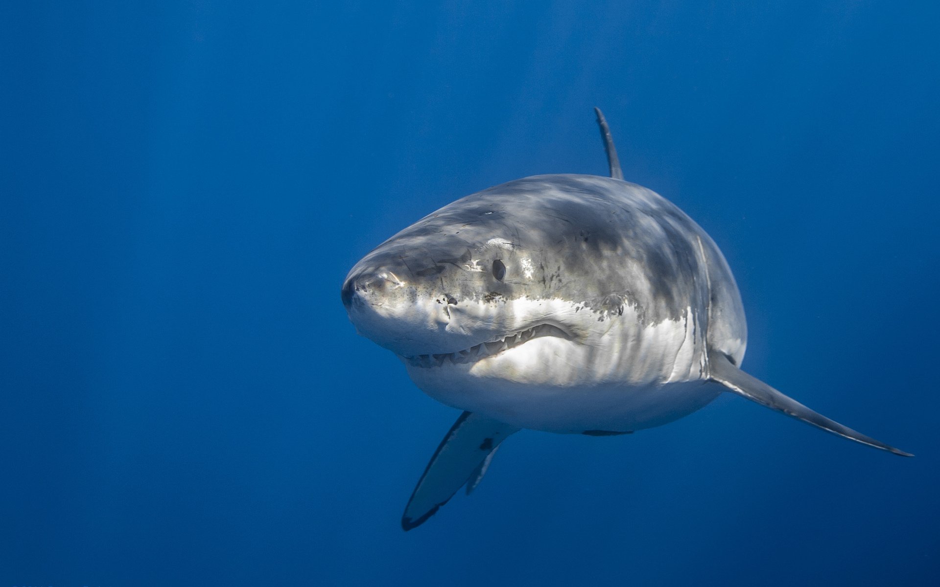 Обои море, акула, подводный мир, sea, shark, underwater world разрешение 2048x1365 Загрузить