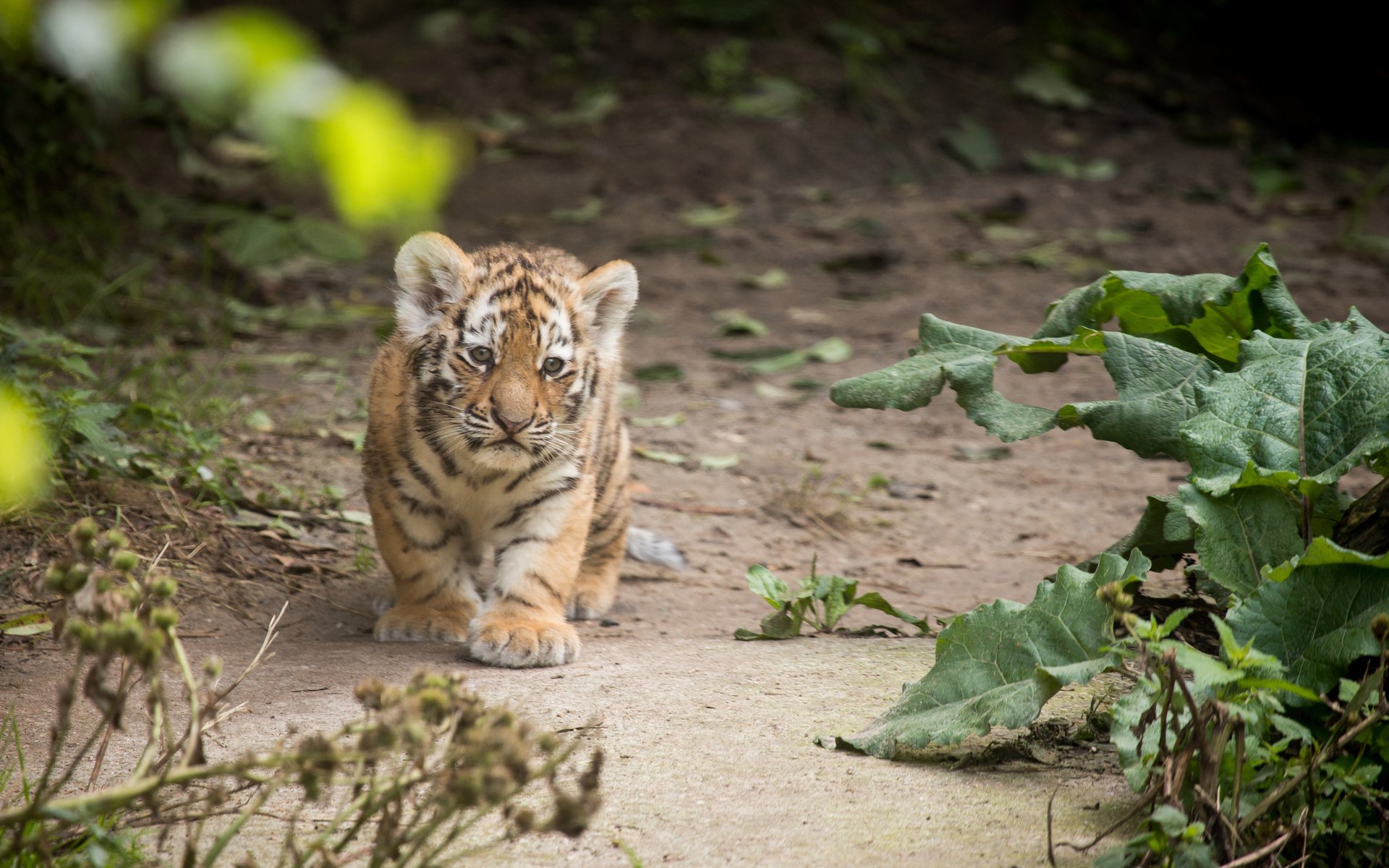 Обои тигр, тигренок, детеныш, амурский, tiger, cub, amur разрешение 4729x3153 Загрузить