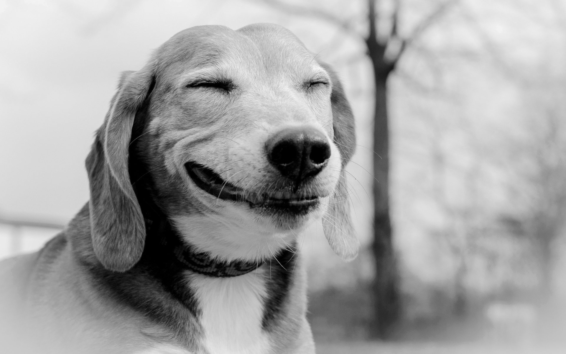 Обои улыбка, собака, друг, smile, dog, each разрешение 2048x1356 Загрузить
