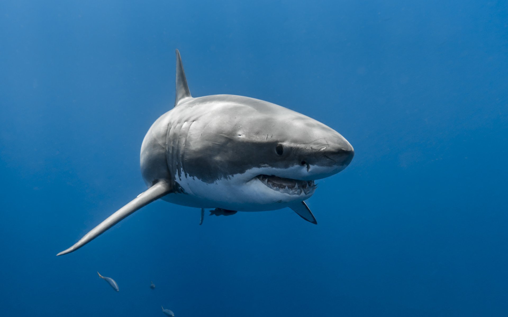 Обои море, акула, подводный мир, sea, shark, underwater world разрешение 2048x1365 Загрузить