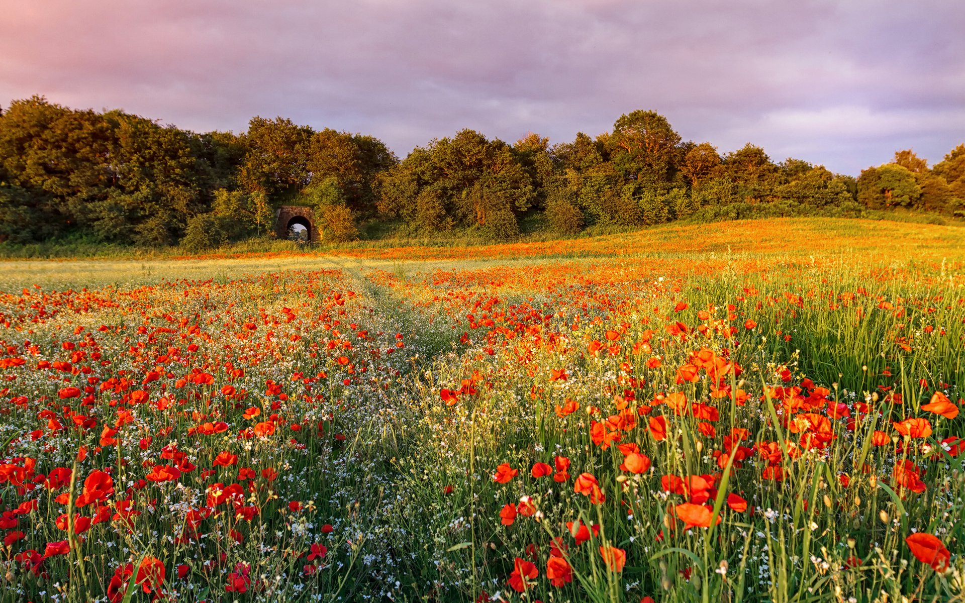 Обои небо, цветы, поле, лето, маки, the sky, flowers, field, summer, maki разрешение 3000x2000 Загрузить