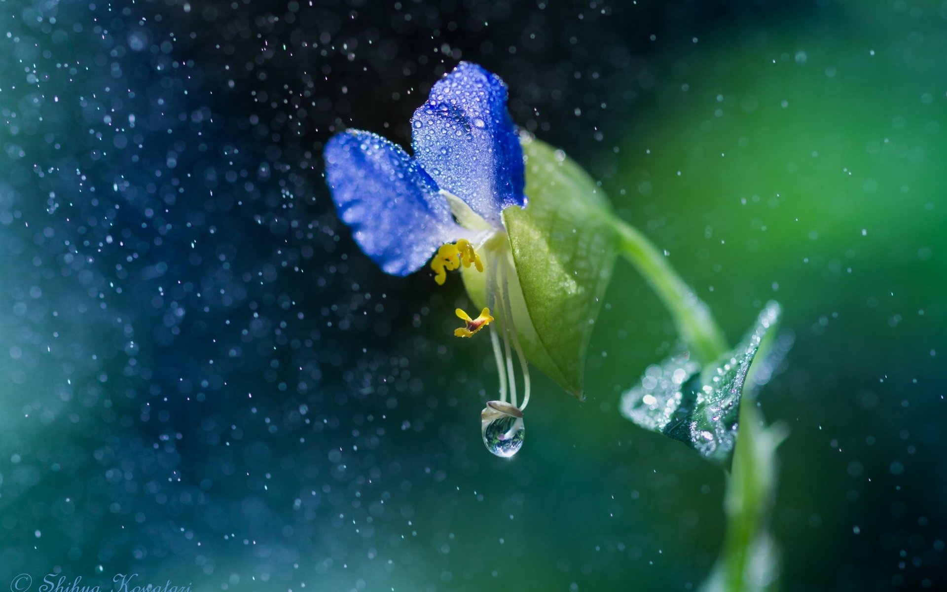 Обои макро, цветок, капли, дождь, macro, flower, drops, rain разрешение 2048x1365 Загрузить