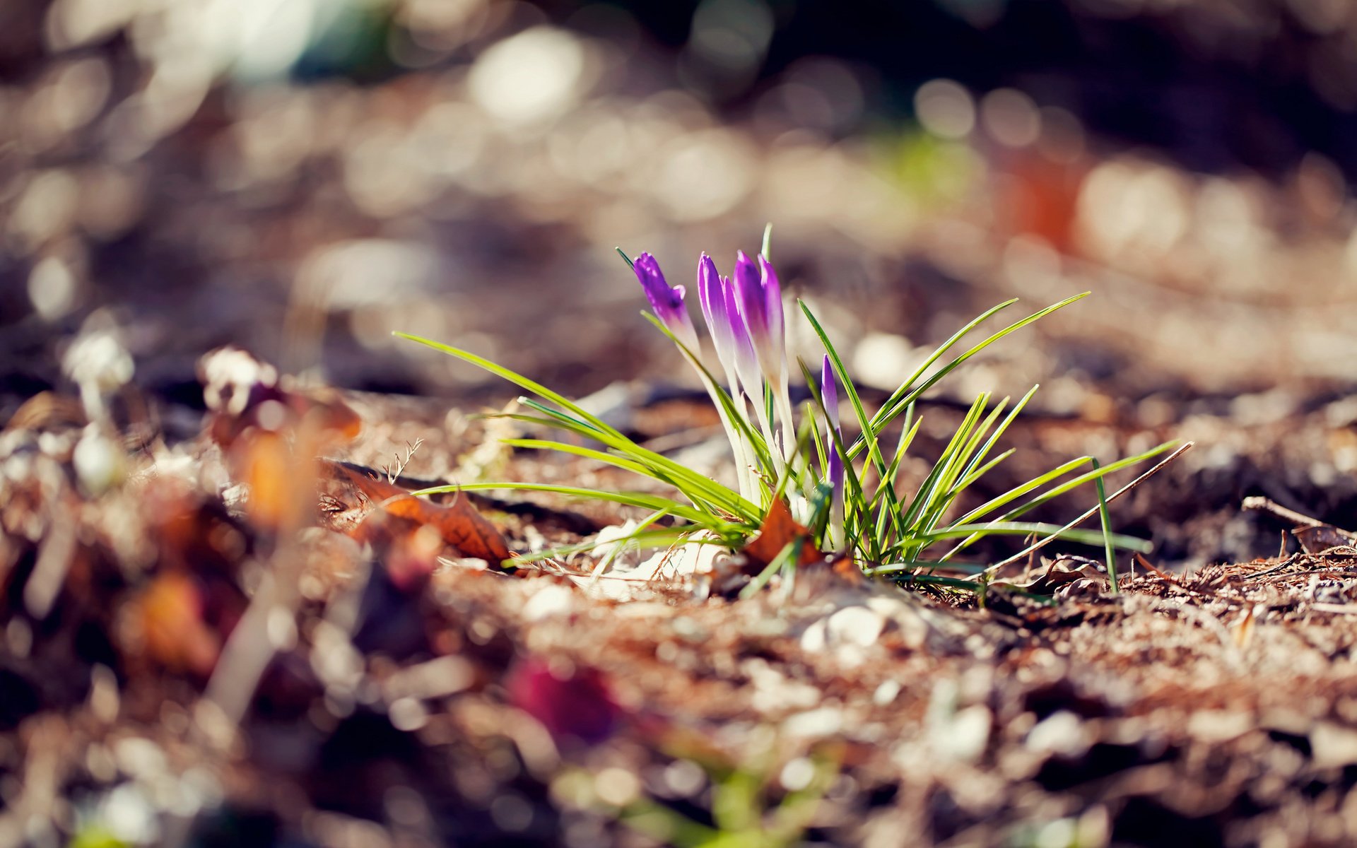 Обои цветы, макро, весна, крокусы, flowers, macro, spring, crocuses разрешение 2048x1365 Загрузить