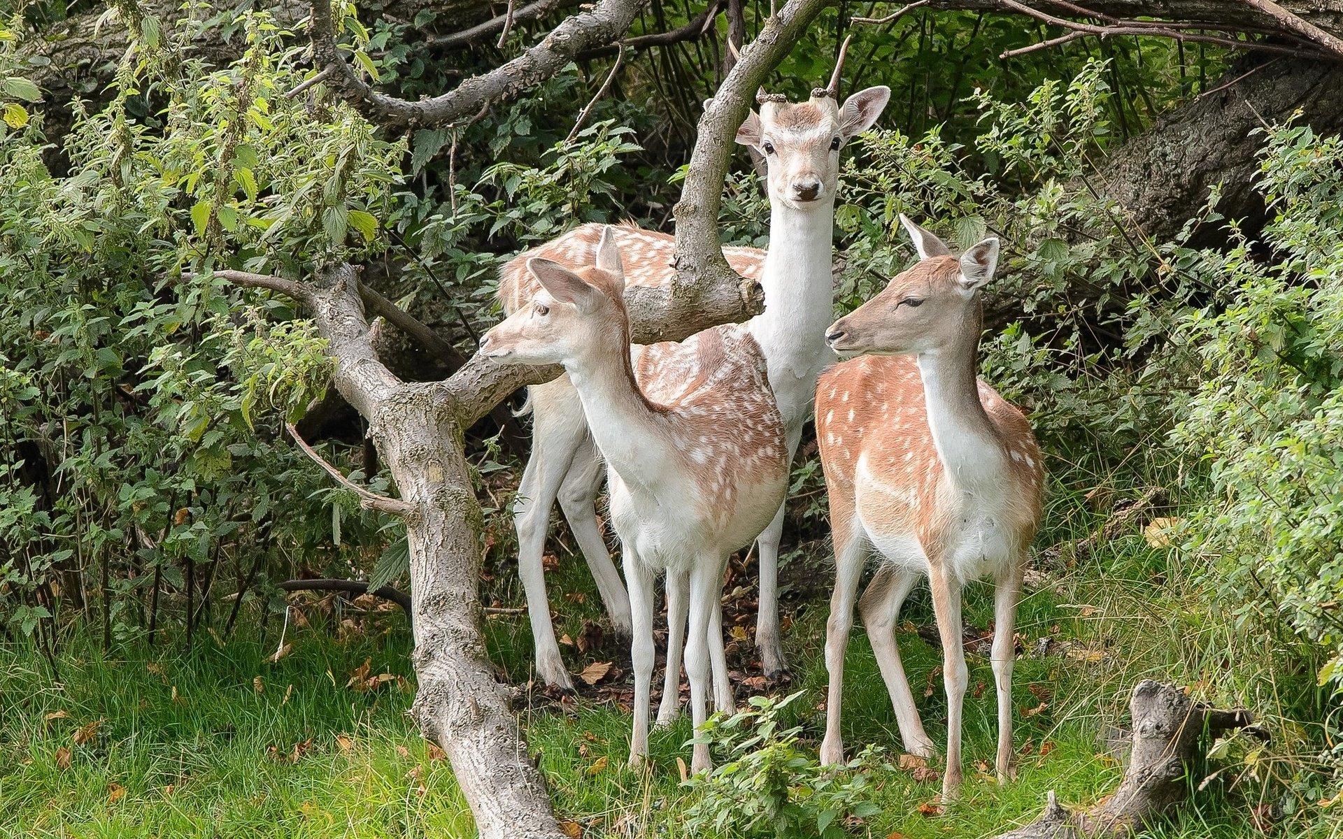 Обои природа, лес, олени, nature, forest, deer разрешение 2048x1442 Загрузить