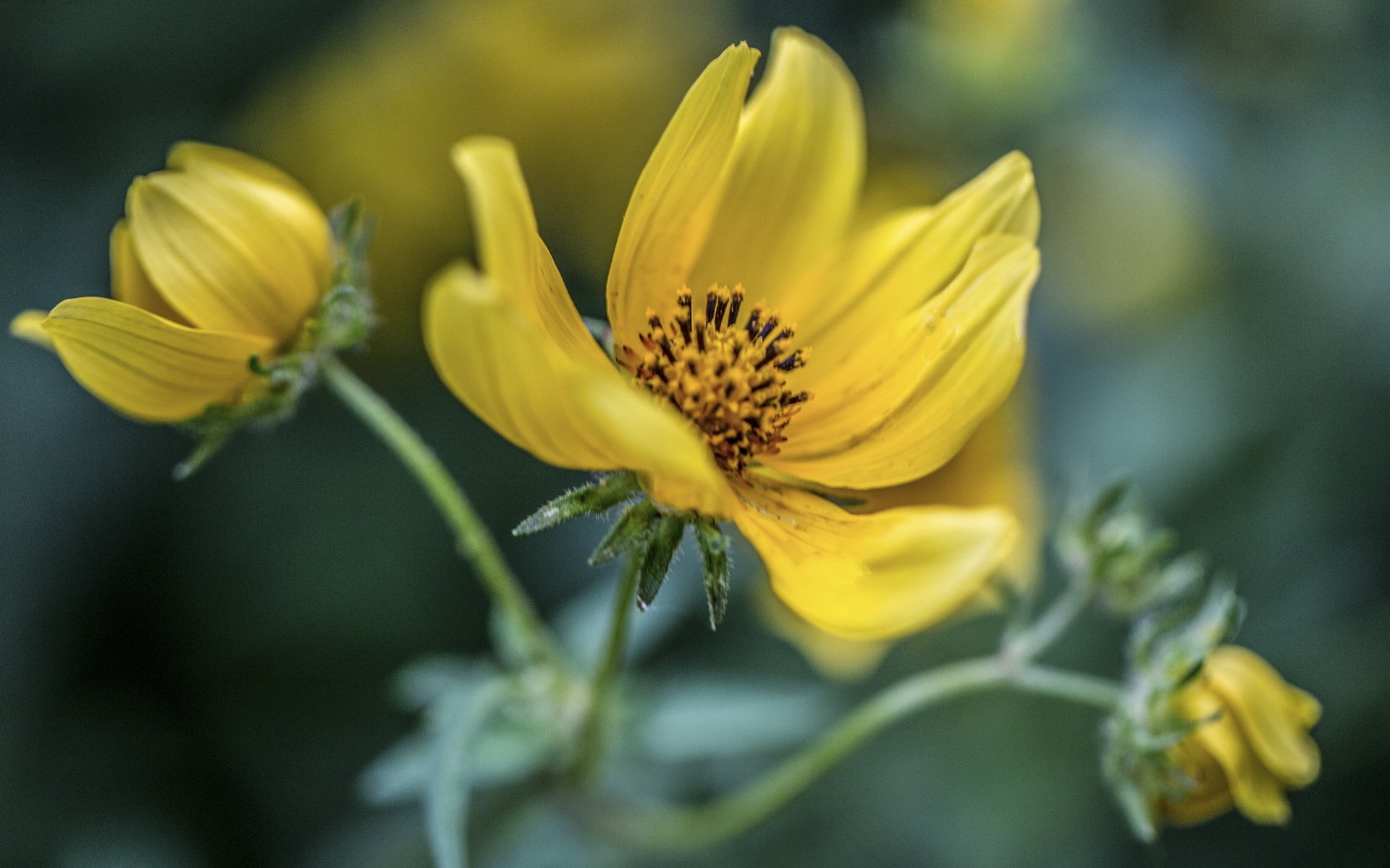 Обои цветы, фон, лепестки, стебель, желтые, космея, flowers, background, petals, stem, yellow, kosmeya разрешение 3000x2000 Загрузить