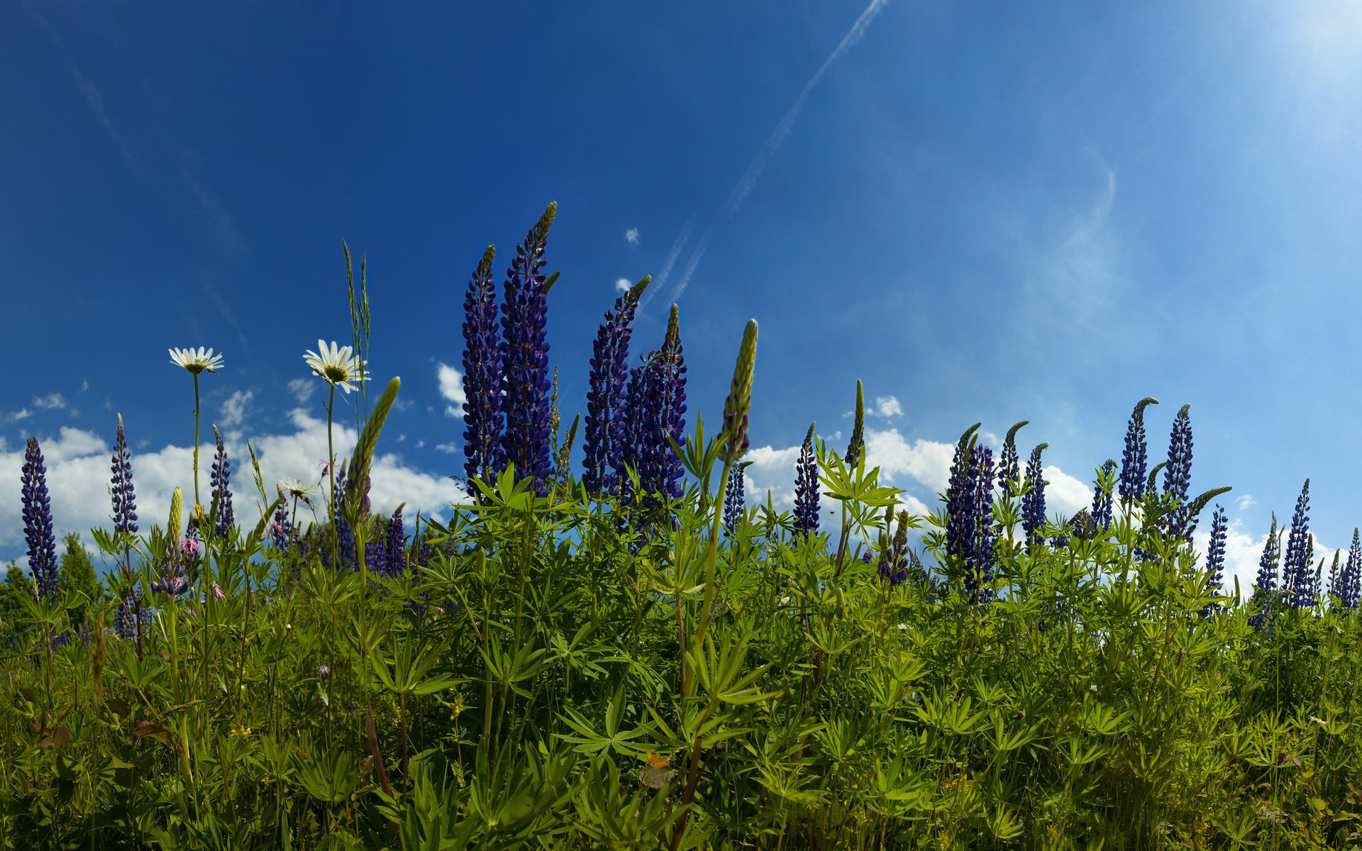 Обои небо, цветы, трава, облака, природа, ромашки, люпины, the sky, flowers, grass, clouds, nature, chamomile, lupins разрешение 2560x1588 Загрузить