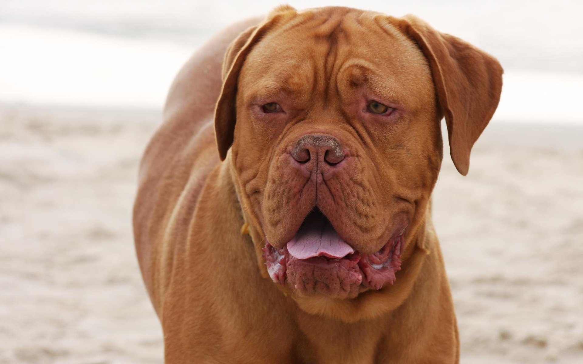 Обои взгляд, порода, бордоский дог, look, breed, dogue de bordeaux разрешение 1936x1288 Загрузить