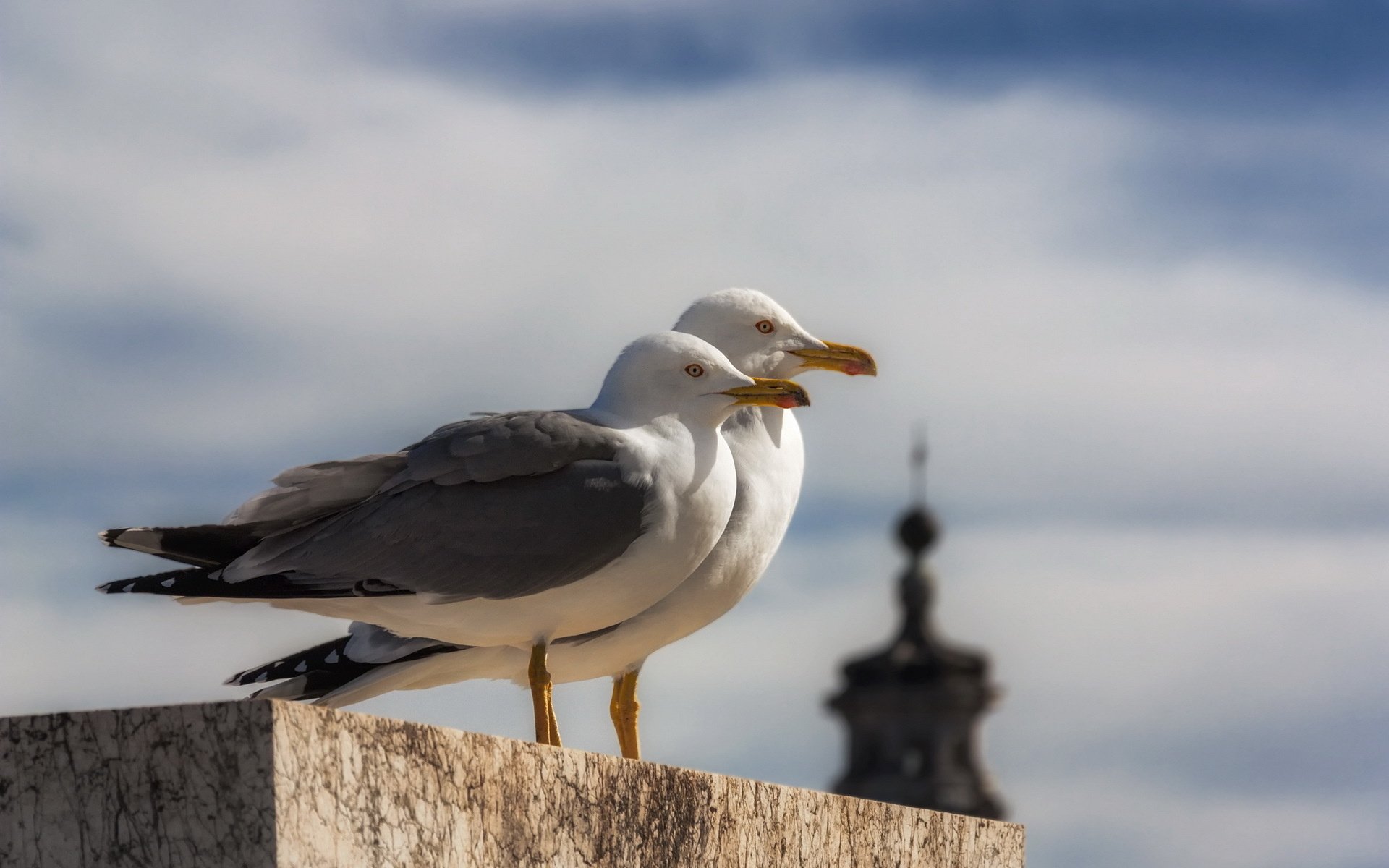 Обои чайка, птицы, клюв, перья, чайки, seagull, birds, beak, feathers, seagulls разрешение 1920x1280 Загрузить