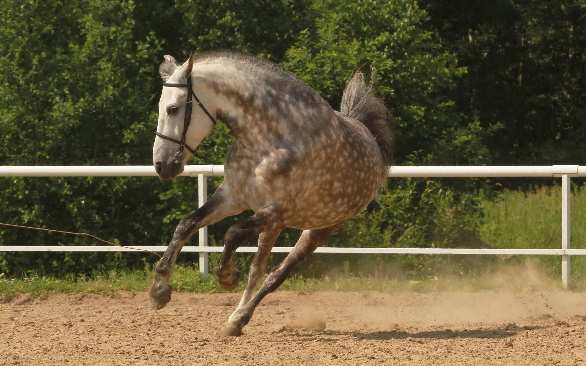 Обои лошадь, конь, грива, копыта, загон, лошадь.бег, horse, mane, hooves, corral, horse.running разрешение 2560x1600 Загрузить