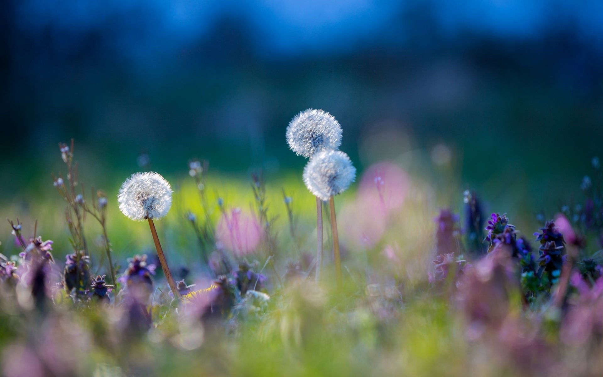 Обои цветы, трава, природа, макро, луг, одуванчики, flowers, grass, nature, macro, meadow, dandelions разрешение 2048x1365 Загрузить