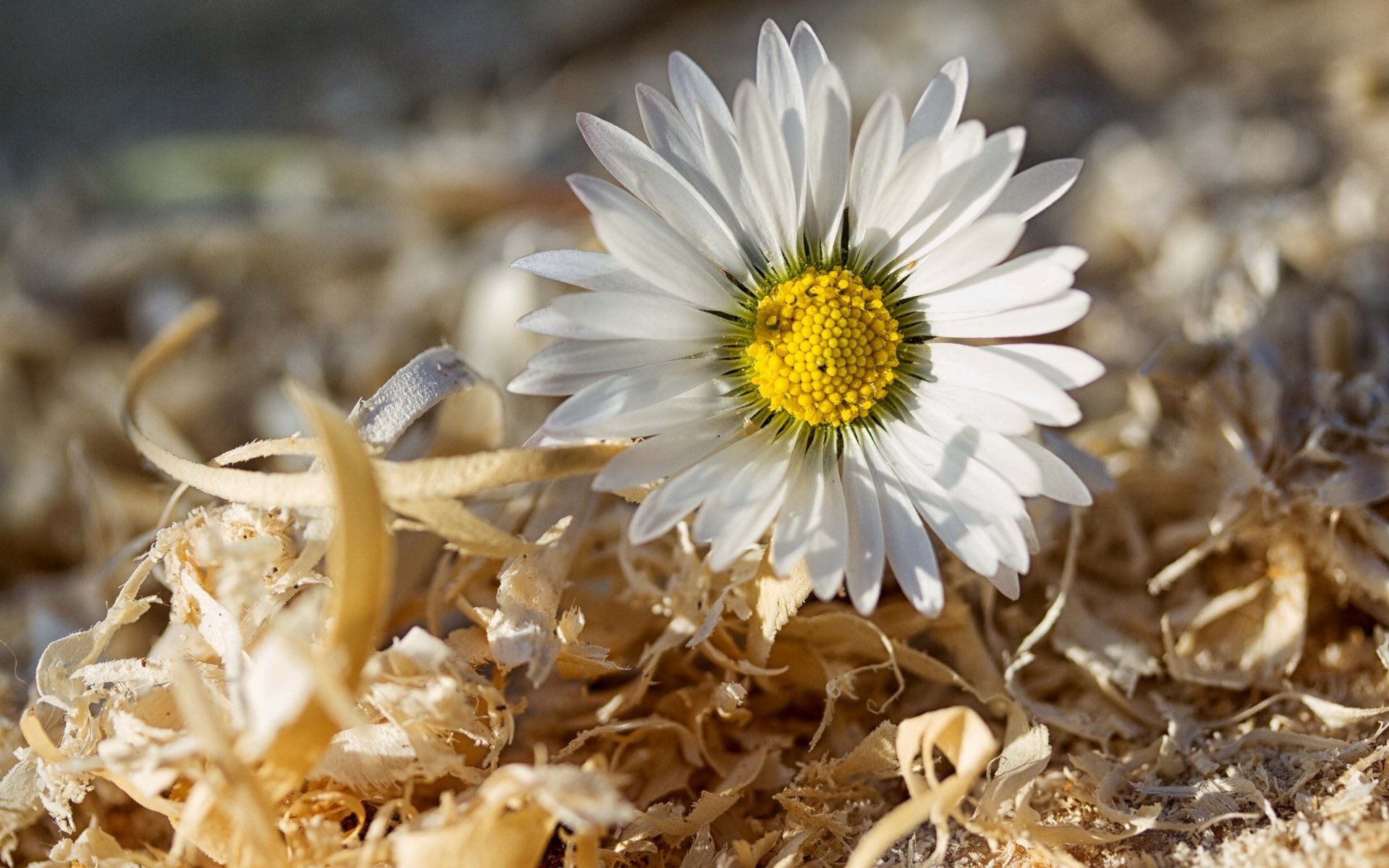 Обои макро, цветок, ромашка, опилки, macro, flower, daisy, sawdust разрешение 2592x1728 Загрузить