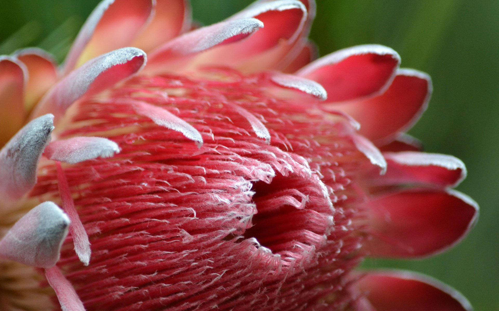 Обои природа, цветок, лепестки, королевская протея, nature, flower, petals, the king protea разрешение 2048x1365 Загрузить